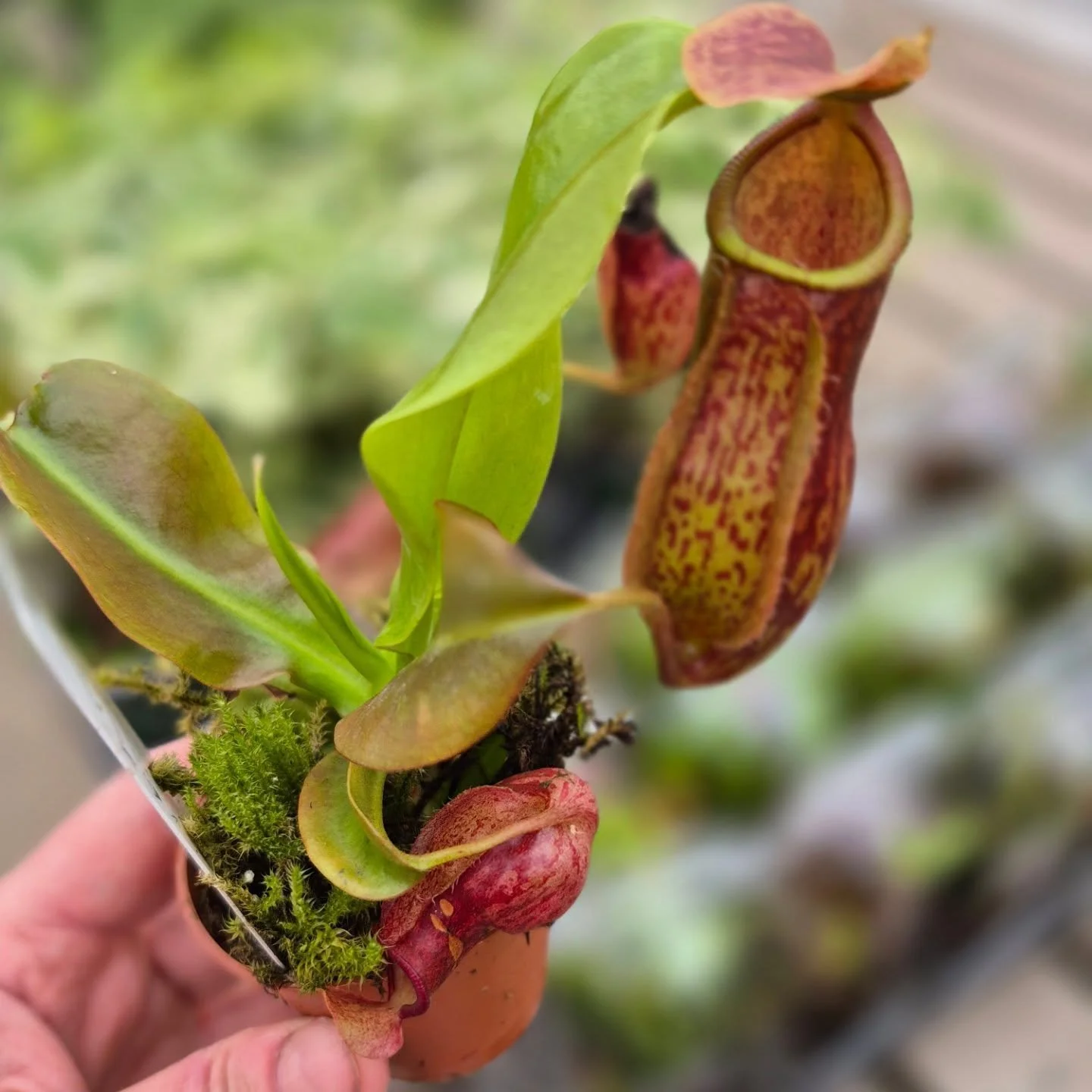 Beautiful carnivor plants came in 🙂 we are open 9 to 5 today
#coffeeshop 
#carnivorplant 
#deherdtgardens