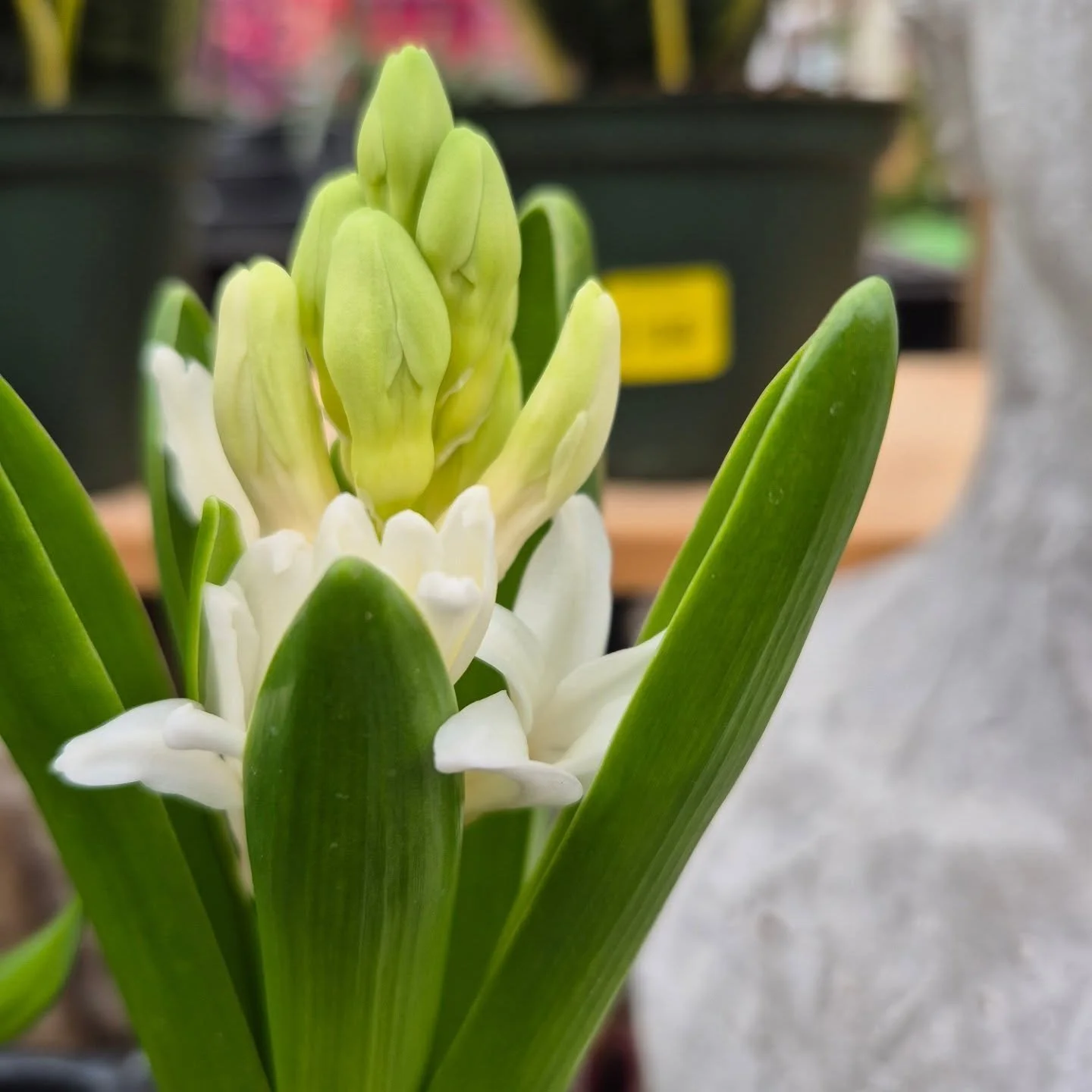 Hello February 🙂
See you back Monday 12 to 6
#coffeeshop 
#deherdtgardens 
#barrheadsgardencenter