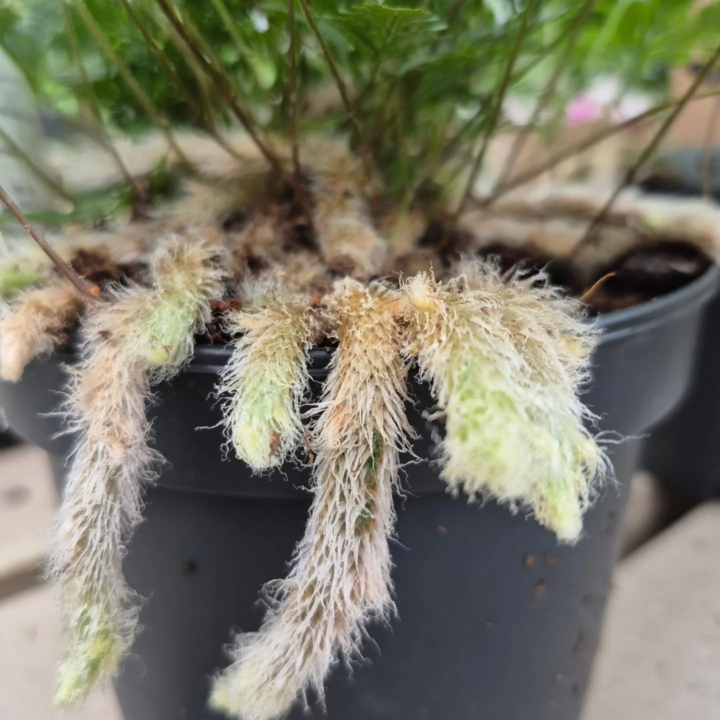 Certainly one of my favorite ferns 🙂 we are open today 9 to 6
#coffeeshop 
#deherdtgardens 
#whiterabbitfootfern