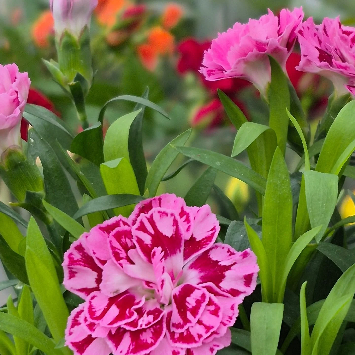 Little gifts with love 🙂 we are open 9 to 6
#coffeeshop 
#deherdtgardens 
#valentinesgift