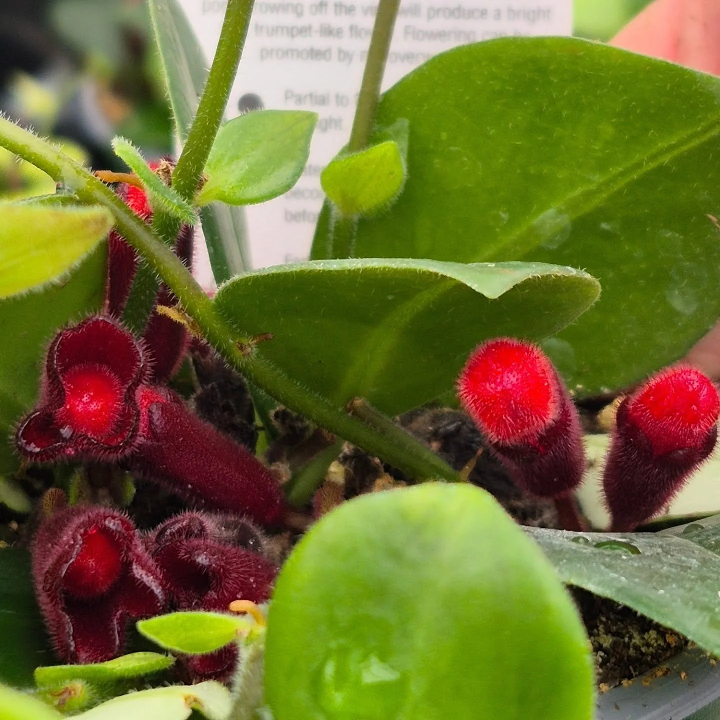 We got beautiful lipstick plants in 🥰
#lipstickplant 
#deherdtgardens 
#coffeeshop