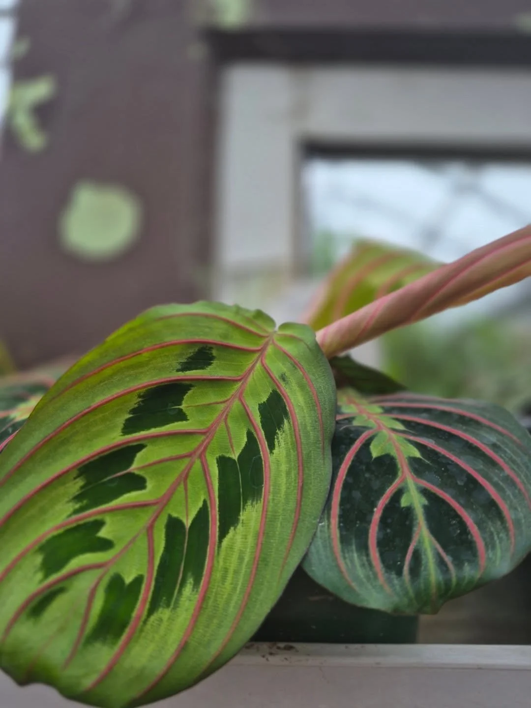 Some were asking about prayer plants 🙂 so we got the red and lime green marantha in 😊 we are open 9 to 6
Spring market March 14 
#coffeeshop 
#deherdtgardens 
#prayerplant