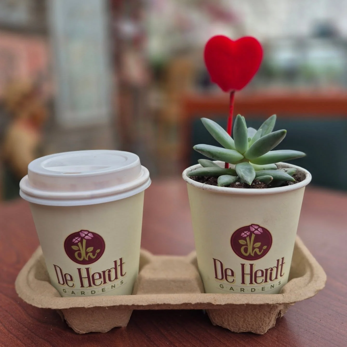 You can say " I love you" with coffee and plants (and of course chocolates 😉) we are open 9 to 6
#coffeeshop 
#deherdtgardens 
#plantsmakepeoplehappy