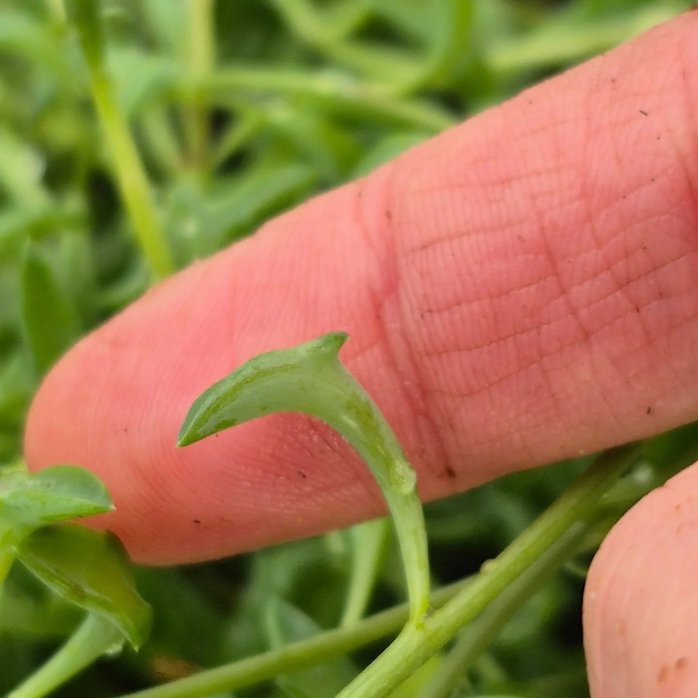 Can you spot the dolphin ? 🙂 we are open 9 to 6 today
#coffeeshop 
#deherdtgardens 
#dolphinplant