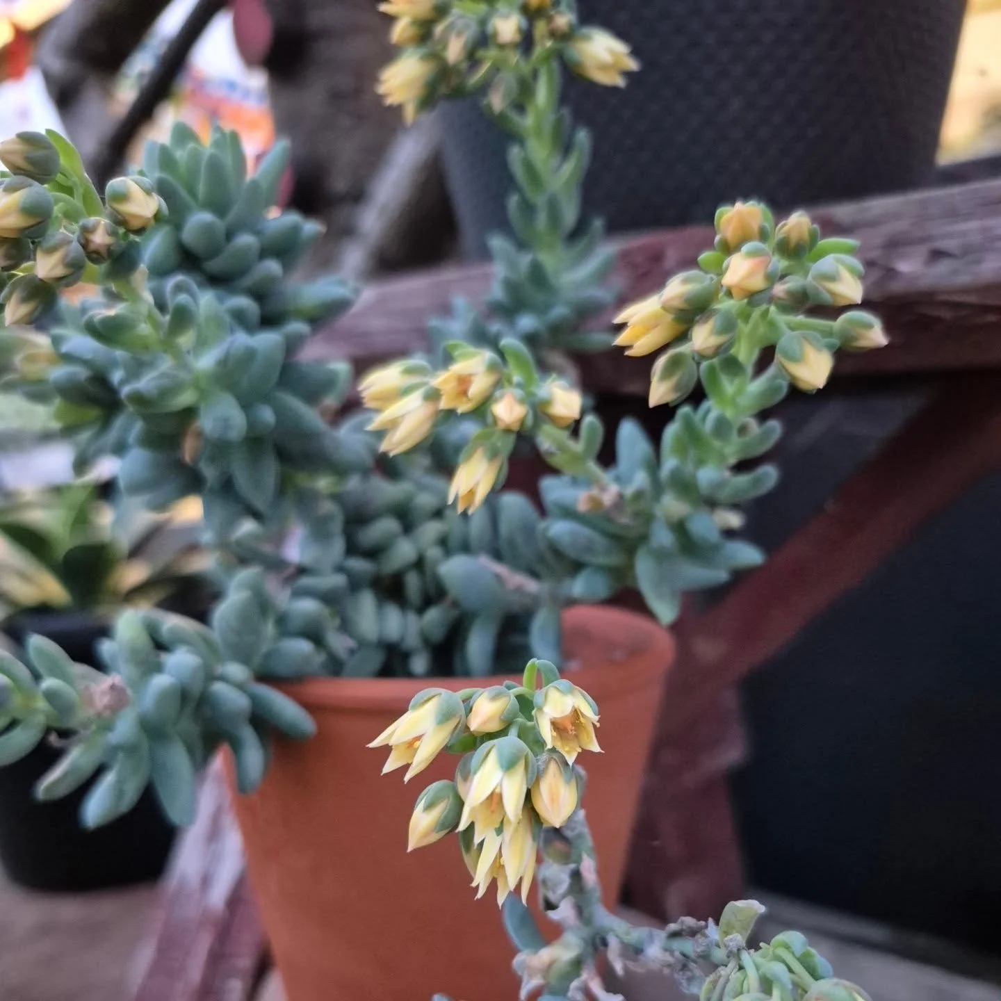 We will be closed on February 16 🙂 but look forward seeing you back on Tuesday 9 to 6
#coffeeshop 
#deherdtgardens 
#succulentgarden