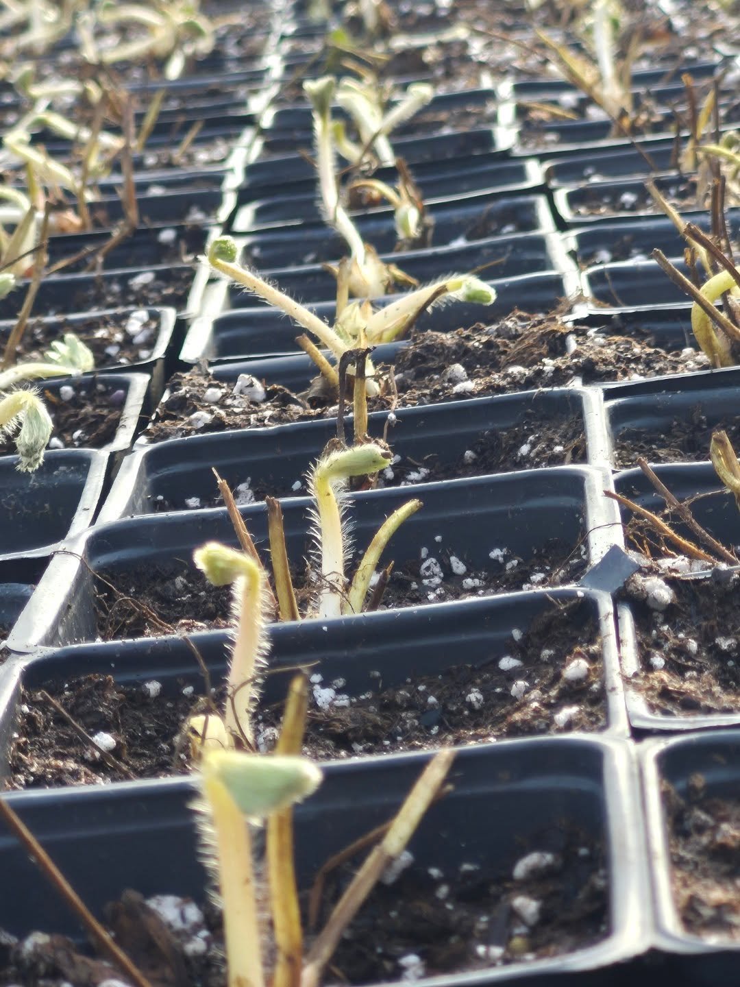 They look like little creatures arising from the dirt 🙂
We are closed today on February 16
#deherdtgardens 
#coffeeshop 
#strawberryplant