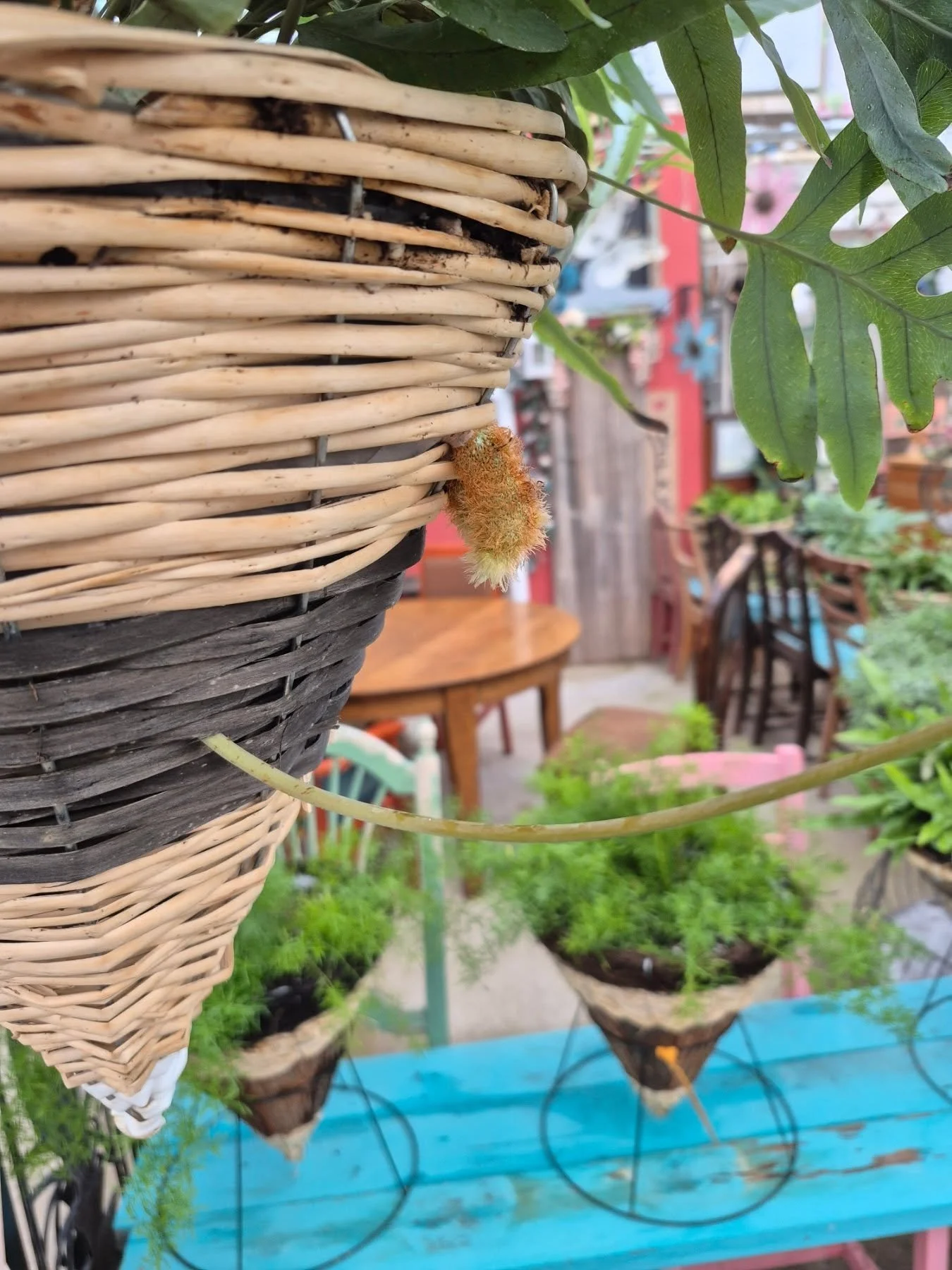 When the fern tries to escape its basket 🙂 we are open on this snowy day but may close earlier 
#coffeeshop 
#deherdtgardens 
Ferns