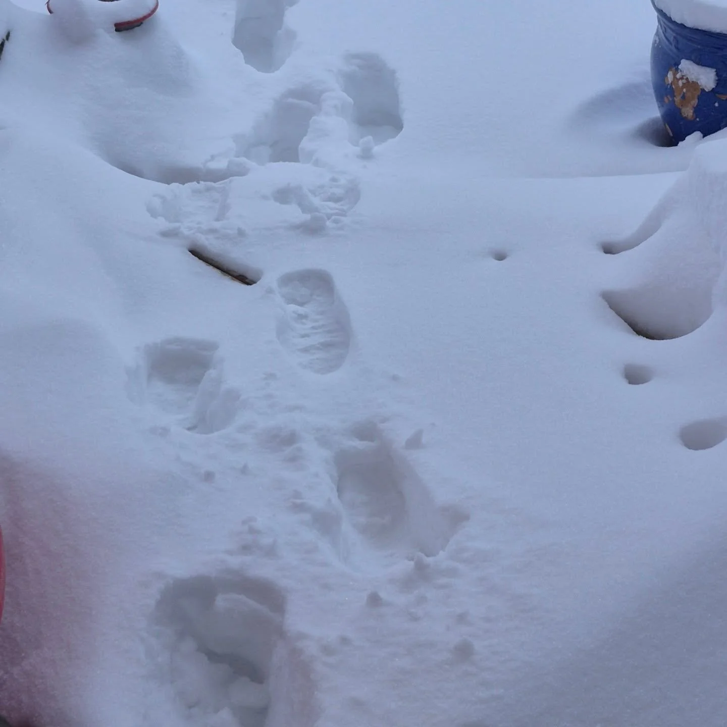 Getting stuck on your own driveway and have to walk to the house ... dejavu from 28 winters ago 😉
#deherdtgardens 
#winterfun🌸