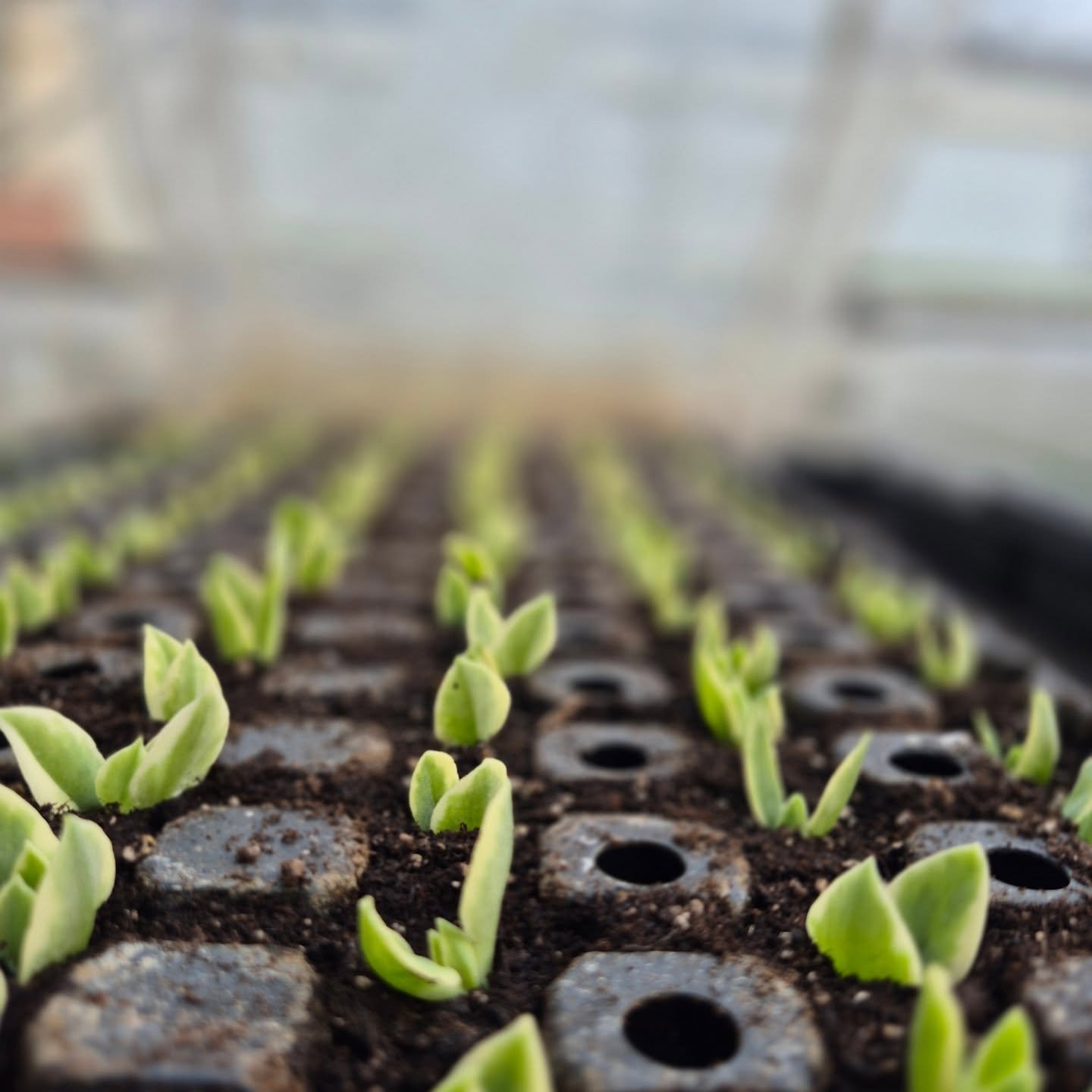 These little mazoo's have no idea about what just happened 🙂 we won't tell them 😉
We are open today 9 to 6
#coffeeshop 
#deherdtgardens 
#plantsmakepeoplehappy