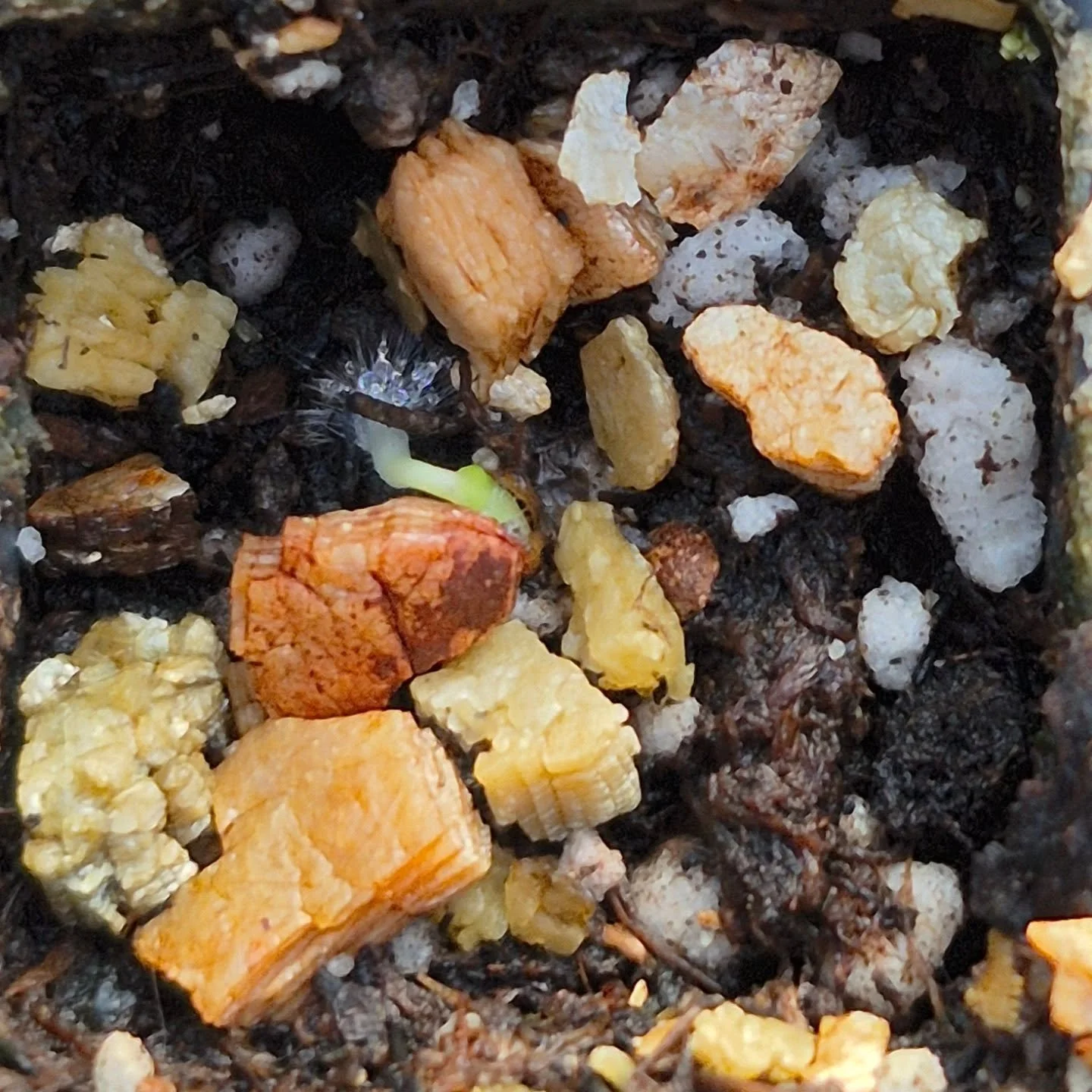 If i were them i would stay tucked away 😉
We are open today 9 to 5 (we close earlier due to the weather)
#deherdtgardens 
#coffeeshop