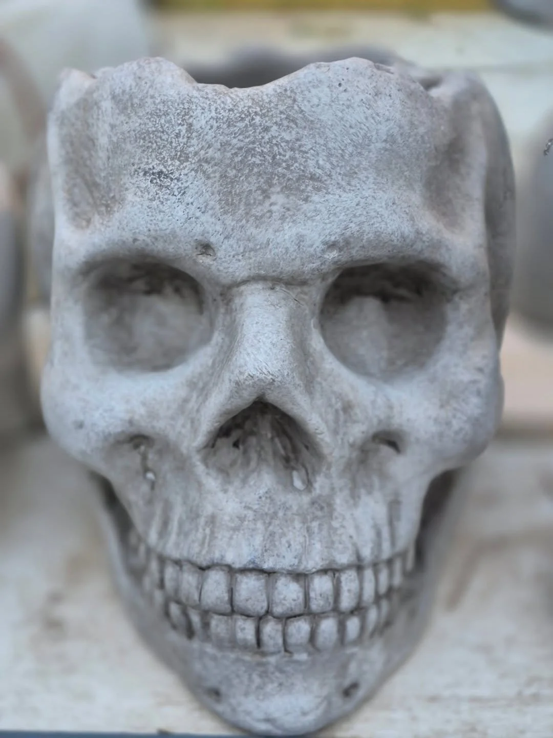 Even a scary planter needs a plant 🙂
We are open today 9 to 5
#coffeeshop 
#deherdtgardens 
#barrheadsgardencenter