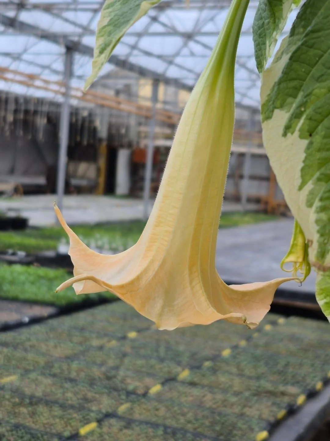 The Sunday morning checkup at our growlocation 🙂 
Look who is blooming !
See you back on Monday 12 to 6
*******Spring Kick-off market on March 14 ******