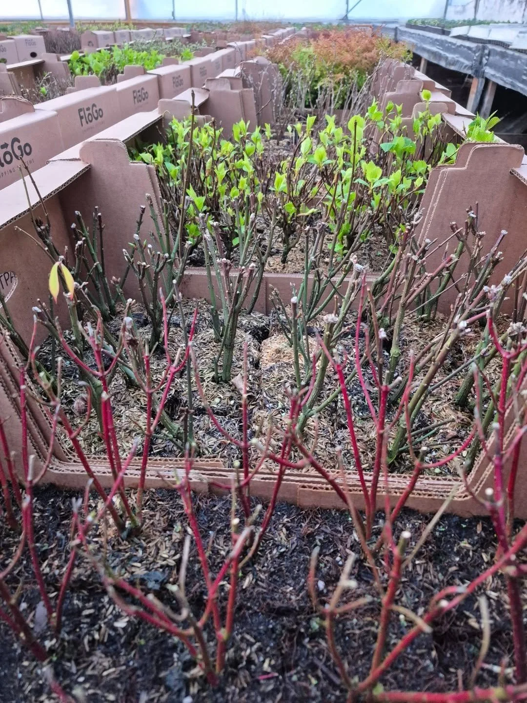 It looks like more snow this week but we have lotssssss of work to do because spring will come 🙂 open 12 to 6 today
****Spring kick-off market on March 14***
#coffeeshop 
#deherdtgardens 
#springmarket