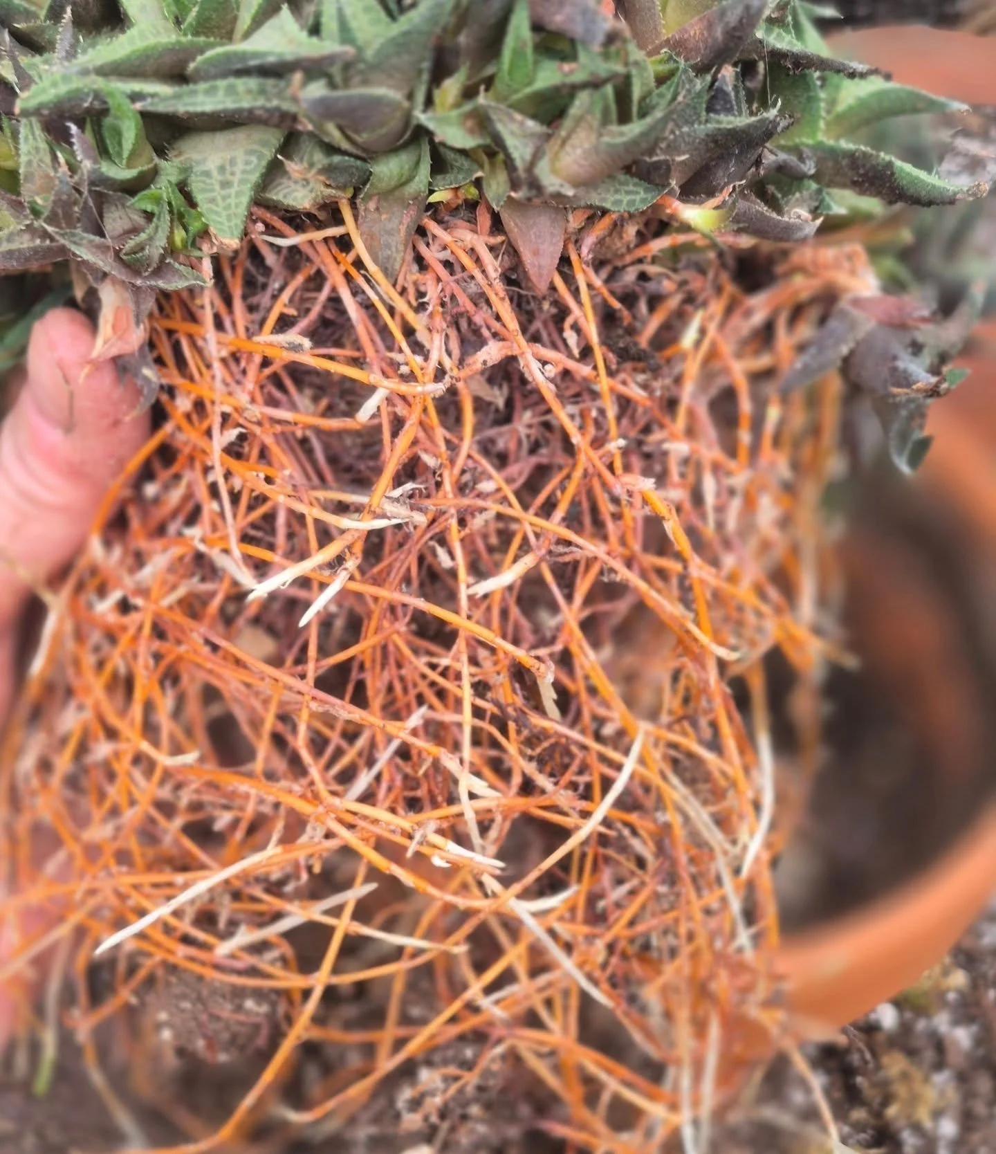Amazing to see all these little pups growing in a maze of roots 🙂
Open today 9 to 6
***Spring kick-off market on March 14***
#deherdtgardens 
#barrheadsgardencenter 
#springmarket