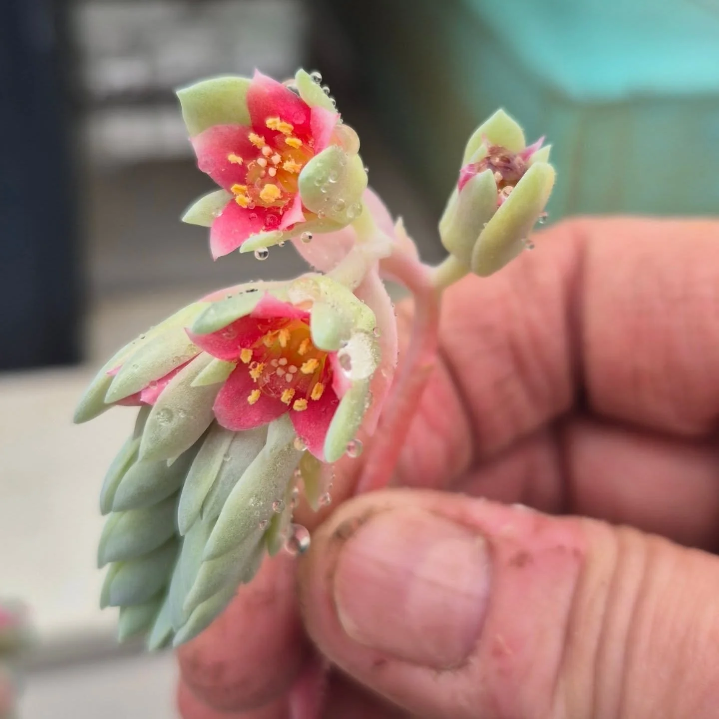 Sometimes they look like little shrimps 🙂 open today 9 to 6
***Spring kick-off market on March 14***
#coffeeshop 
#deherdtgardens 
#succulents