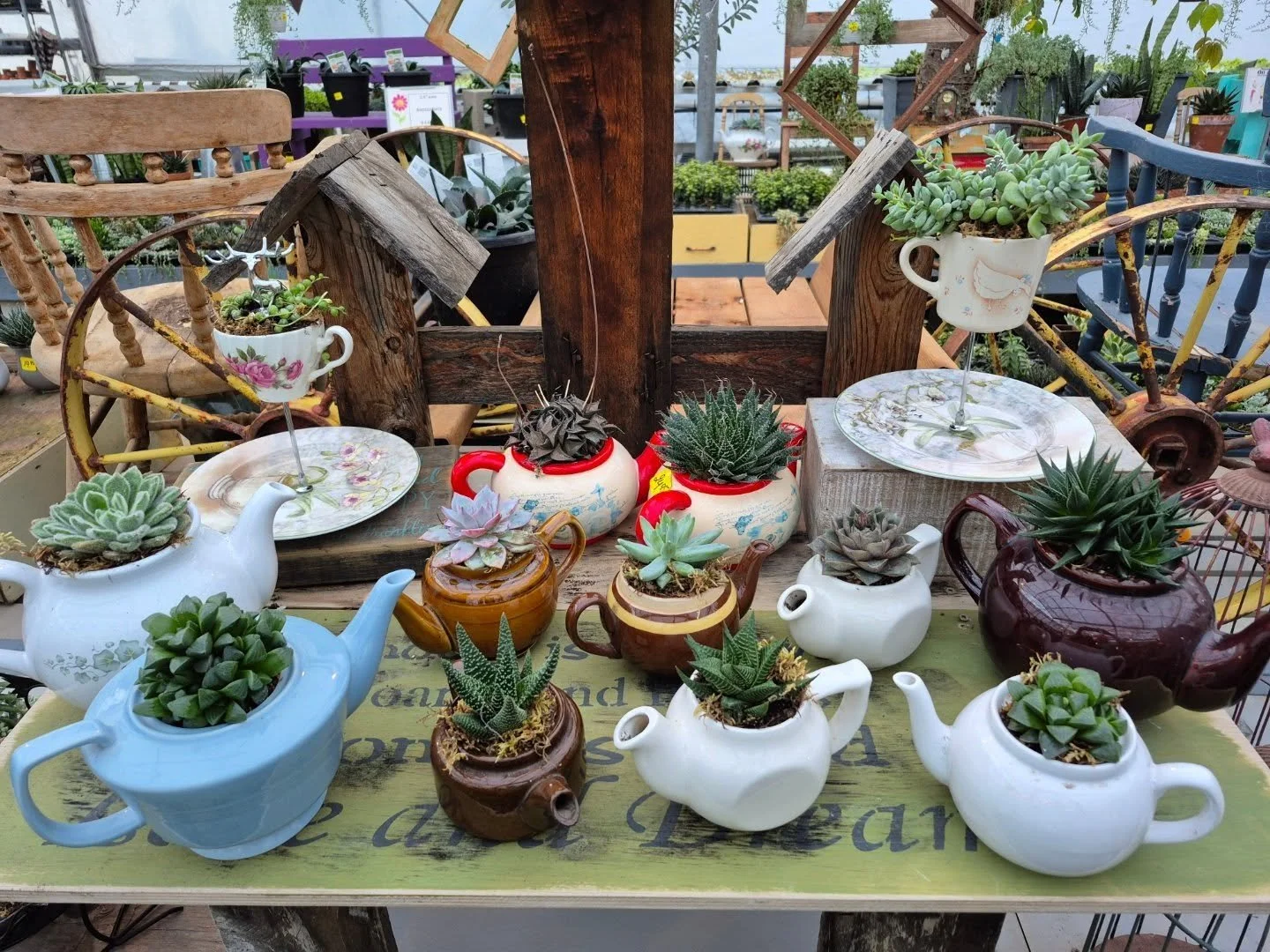 It 's a succulent High Tea 🙂 open today 12 to 6
***Spring kick-off market on March 14 from 10 to 4
#deherdtgardens 
#coffeeshop 
#succulents