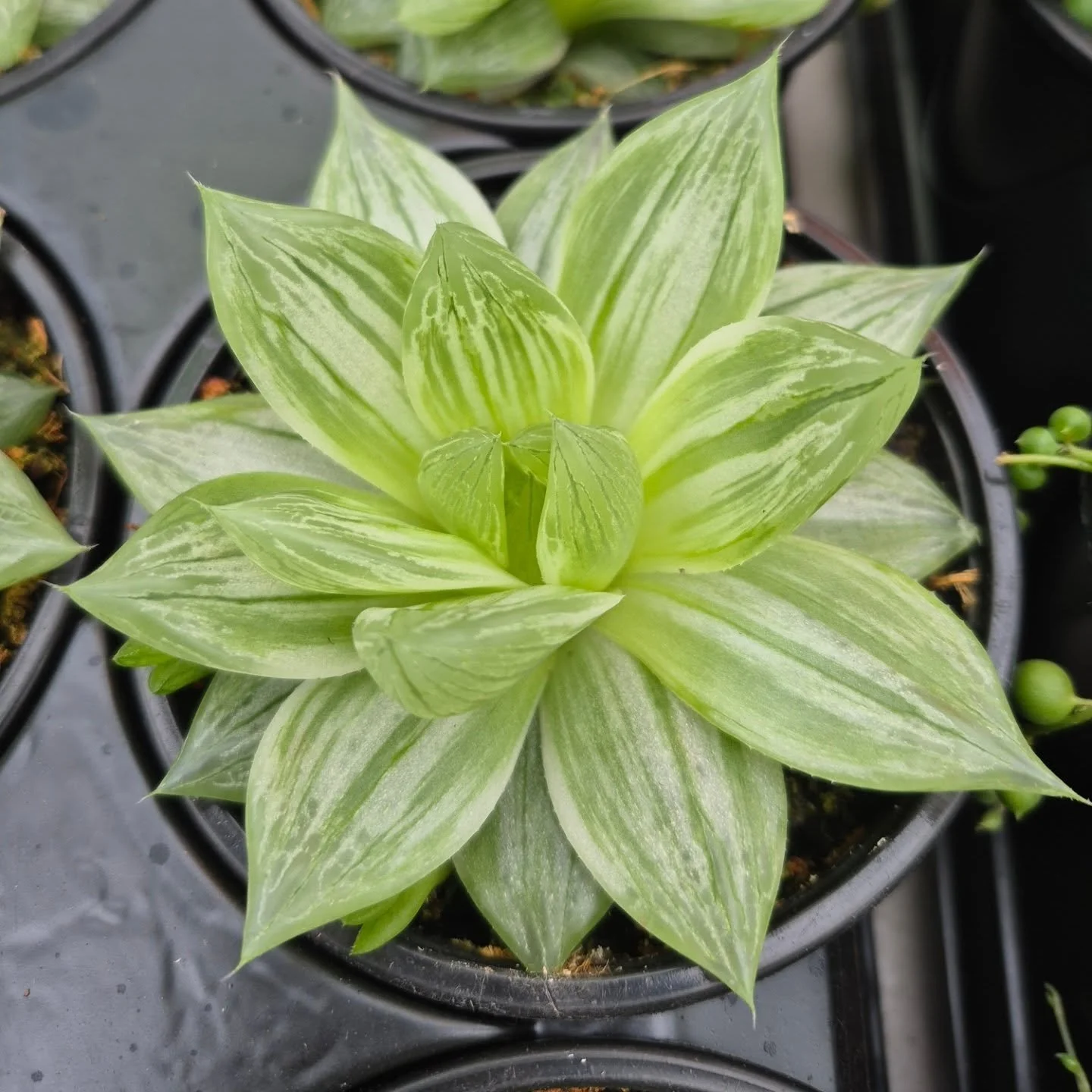 New plants !! We are open 9 to 6 🙂
***Spring kick-off market March 14 from 10 to 4***
#deherdtgardens 
#plantsmakepeoplehappy 
#springmarket