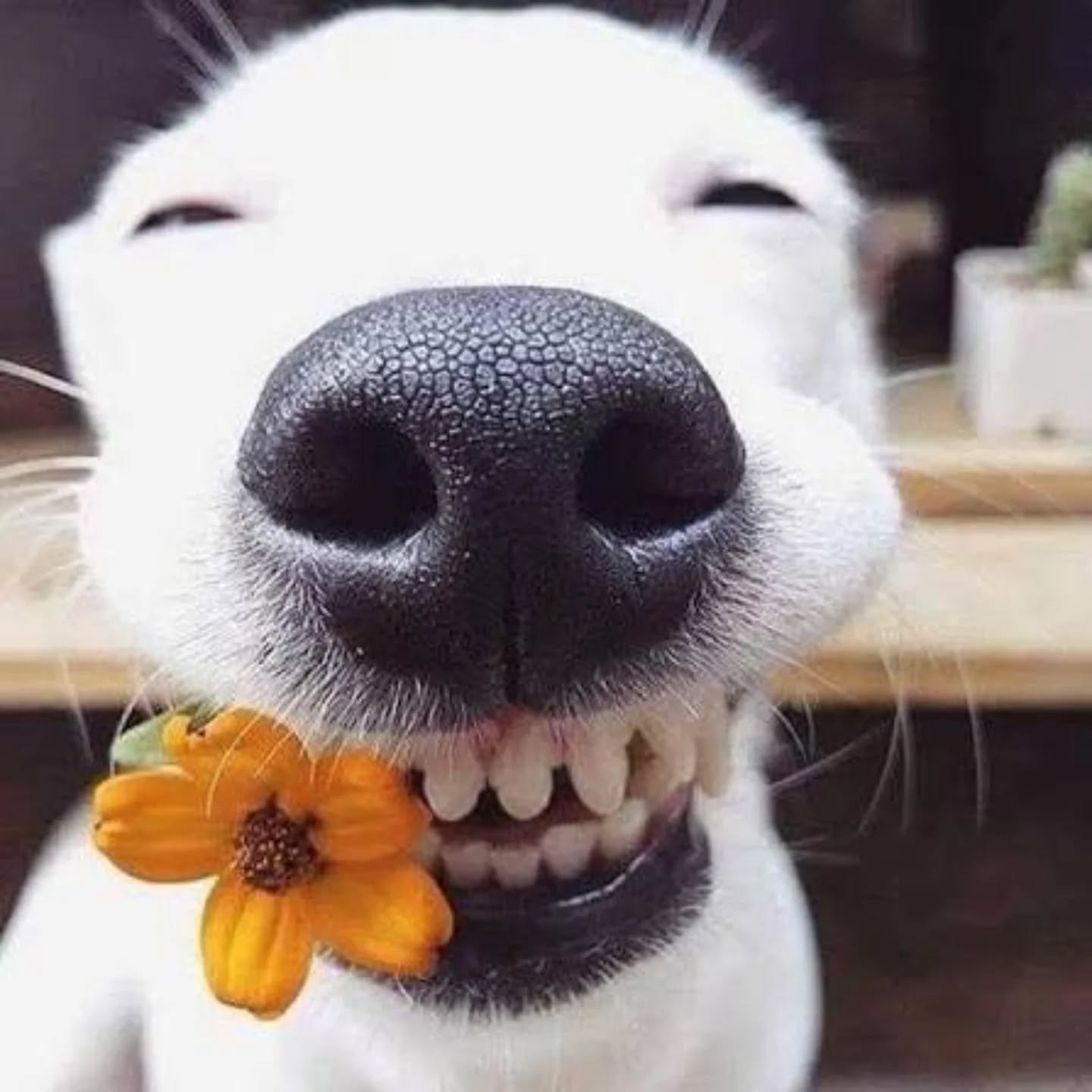 Big smile 🙂 because tomorrow is our Spring kick-off market !!!
AND it is pie-day ... double reason to come visit us
#deherdtgardens 
#springmarket 
#pieday