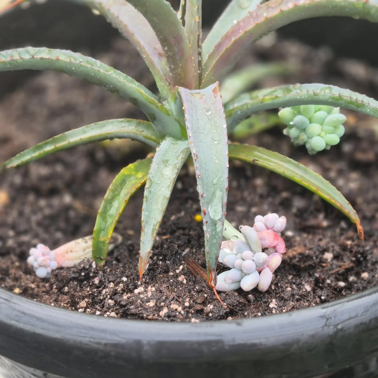 It looks they are waltzing around the agave 🙂
See you back tomorrow 12 to 6
#deherdtgardens 
#succulents 
#barrheadsgardencenter