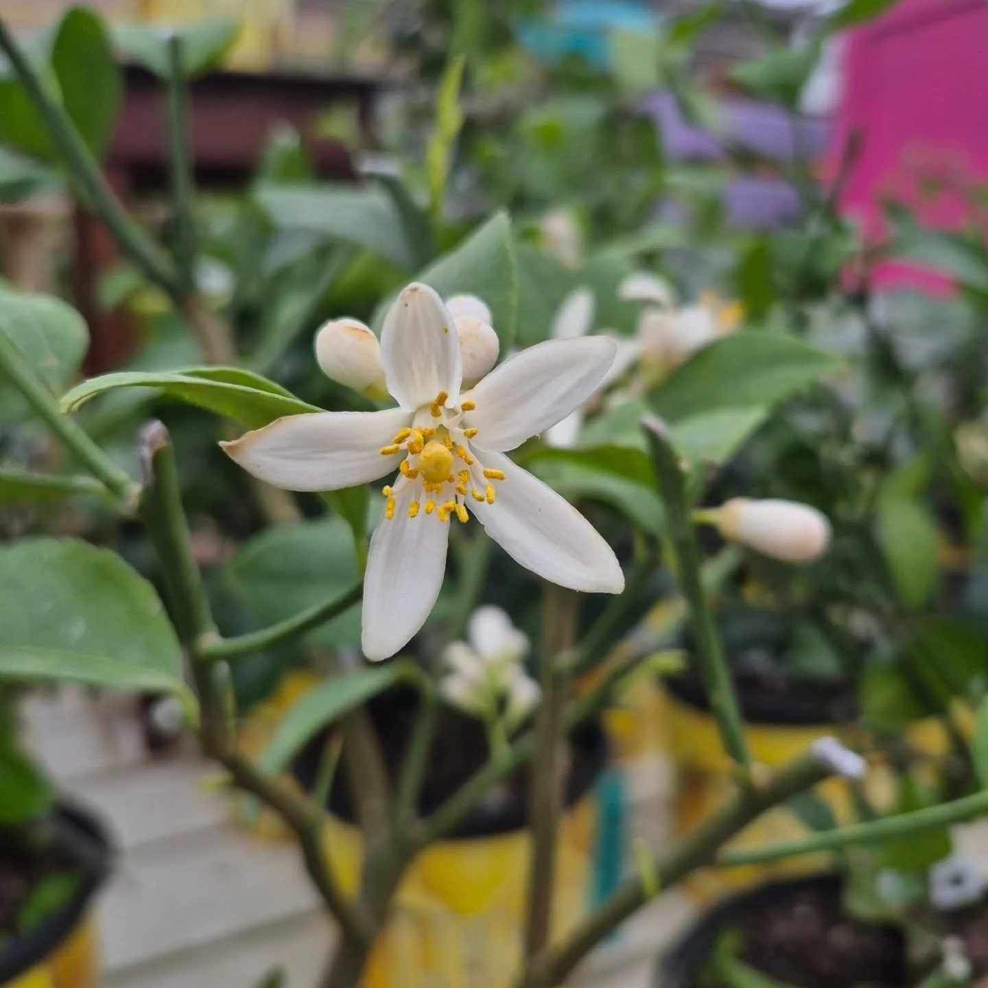 Tropical vibes flowing in the greenhous with lots of citrus plants that came in 🙂 open today 9 to 6
#deherdtgardens 
#lemonplants 
#citrusplants