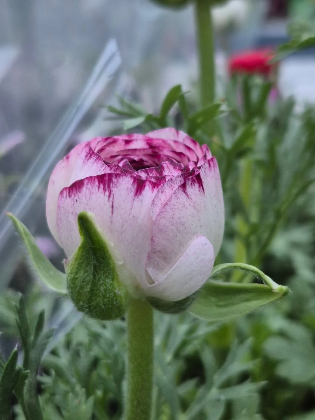 We are loving the warmer temperatures 🙂 open today 9 to 6
#deherdtgardens 
#coffeeshop 
#plantsmakepeoplehappy