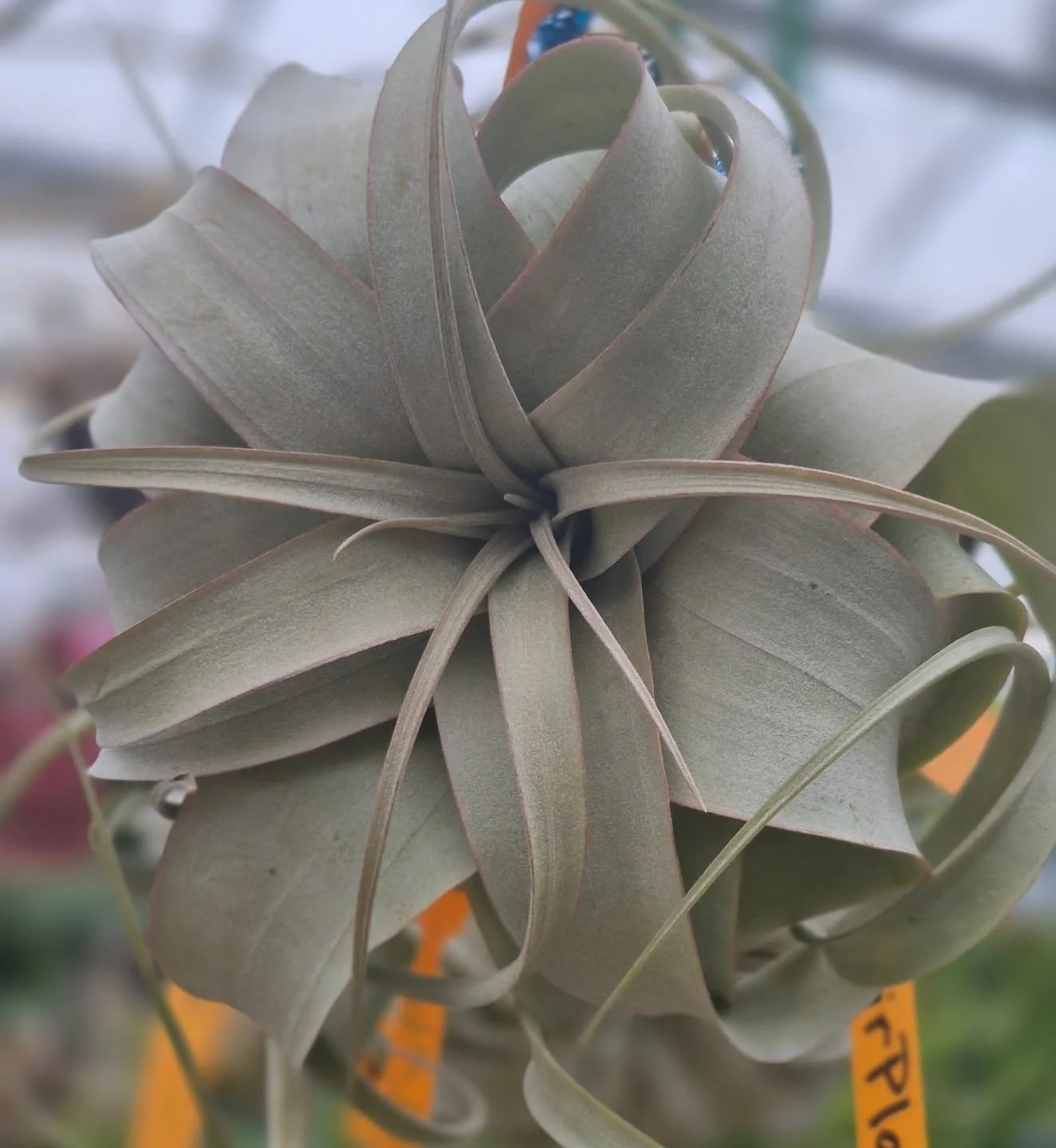 These airplants are gorgeous 🙂 open today 9 to 6
#deherdtgardens 
#coffeeshop 
#airplant 
#xerographicaairplant