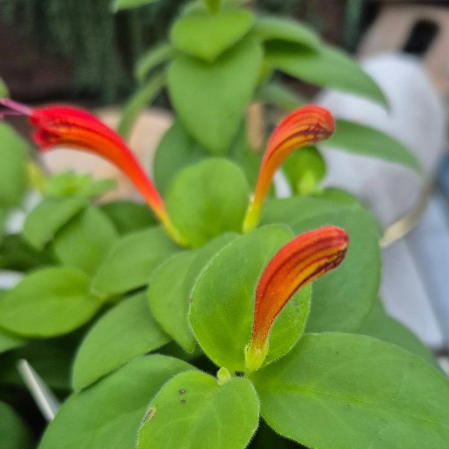 Orange lipstick (plant) a beautiful colour to forget the white (snow) 😉 open today 9 to 5
#deherdtgardens 
#coffeeshop 
#lipstickplant