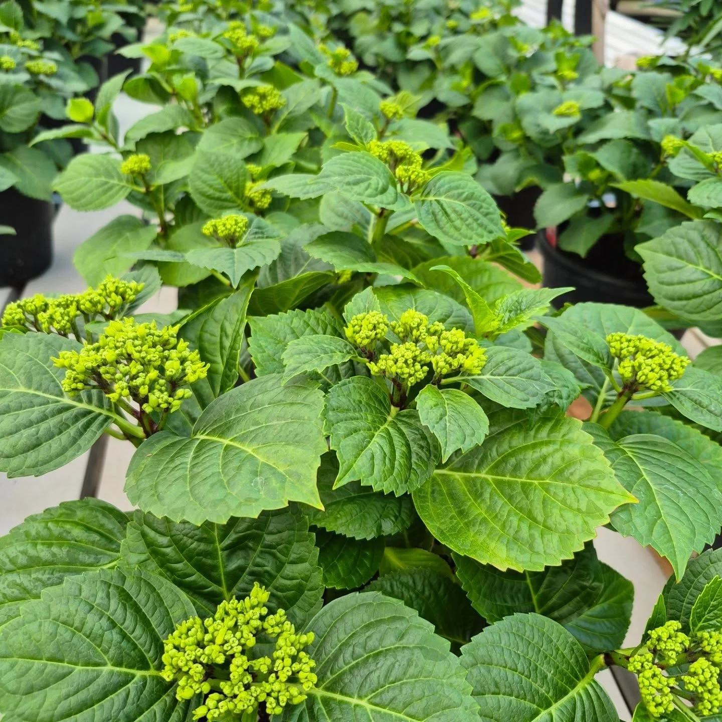 They have arrived 😍 beautiful homegrown hydrangeas
See you back on Monday 12 to 6
#deherdtgardens 
#barrheadsgardencenter 
#hydrangeas