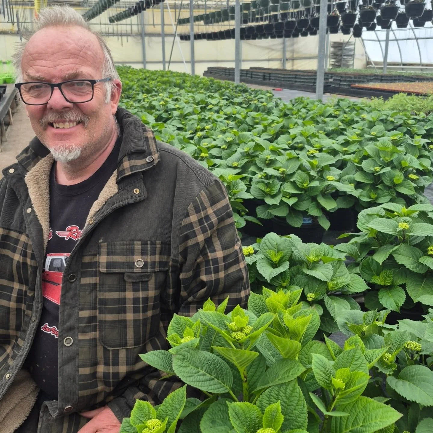 On a Sunday note: In every grower there is pride in their grown product 🤩
#deherdtgardens 
#localgrowers 
#hydrangeas