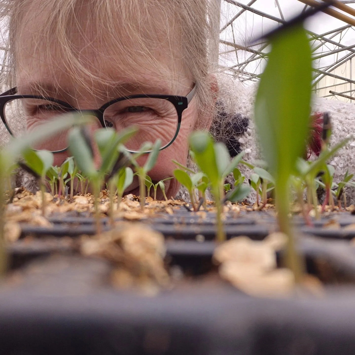 Following growth up close 🙂 open today 12 to 6
#deherdtgardens 
#coffeeshop 
#plantsmakepeoplehappy