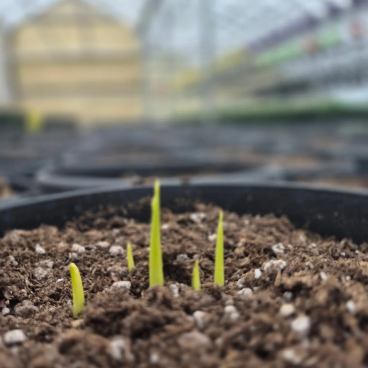 Want to guess what these are ? 🙂 open today 9 to 6
#deherdtgardens 
#coffeeshop 
#plantsmakepeoplehappy