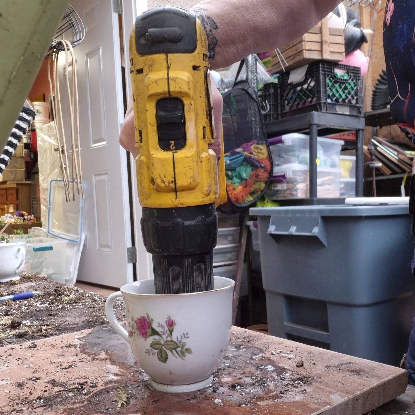 After drilling holes in all these pots 🙂 husband says i should use #2 (and of course! That goes better 🙃) pff
#deherdtgardens
#teacupplanters 
#succulents