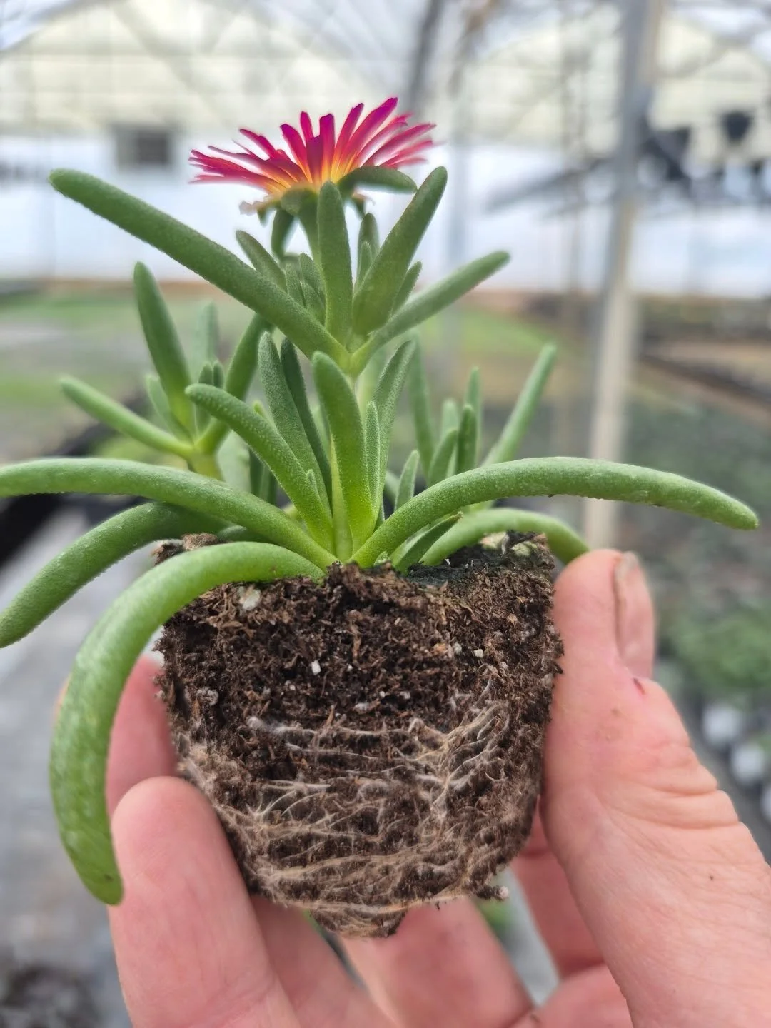 This is a SPRING plug (just in case we thought winter is back) 😉
#deherdtgardens 
#deherdtgardens 
#coffeeshop 
#plantsmakepeoplehappy