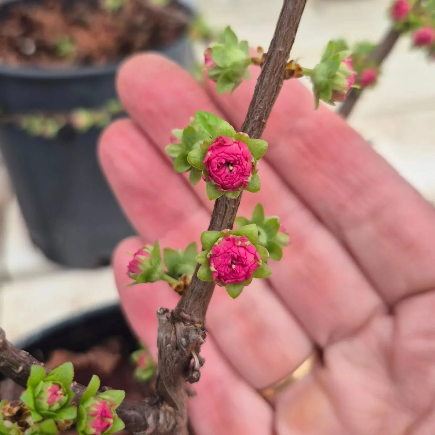 On a cheerful note 🙂 our double flowering plum is blooming !
Open today 12 to 6
#deherdtgardens 
#coffeeshop 
#plantsmakepeoplehappy