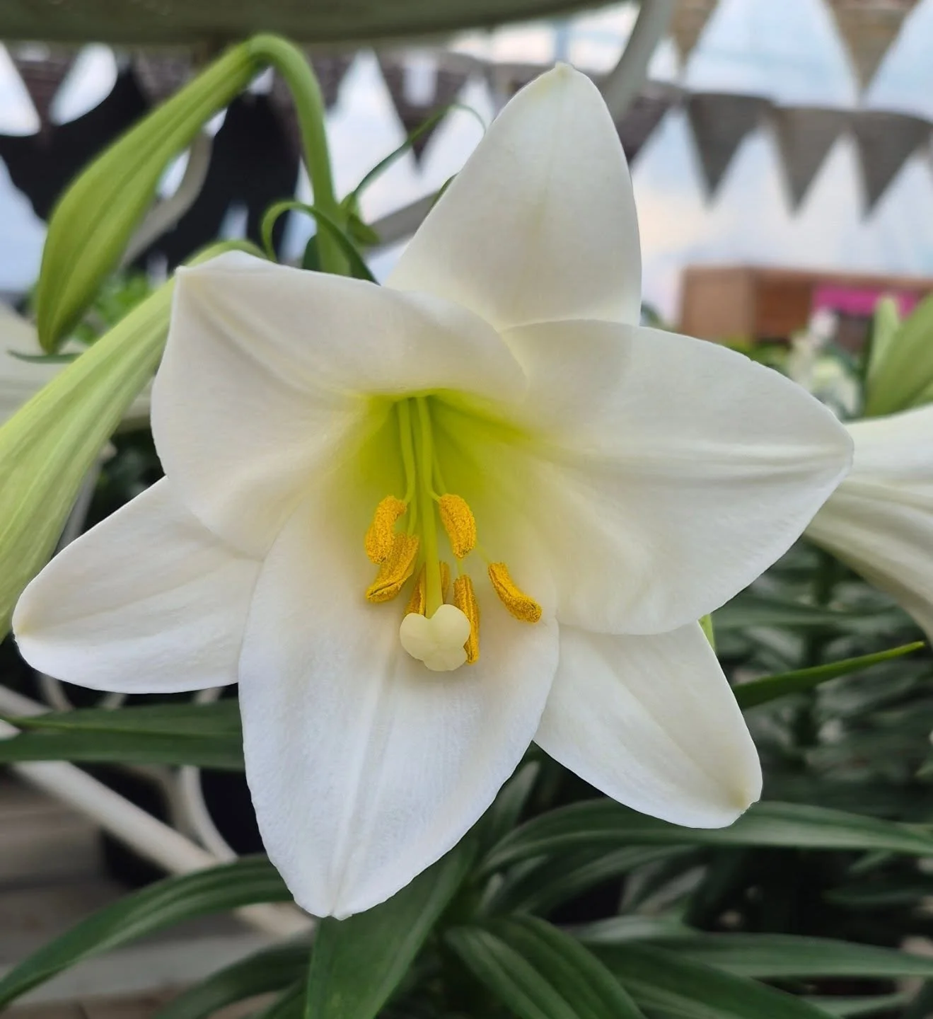 Easter lilies are here 🙂
#deherdtgardens 
#easterlilies 
#coffeeshop