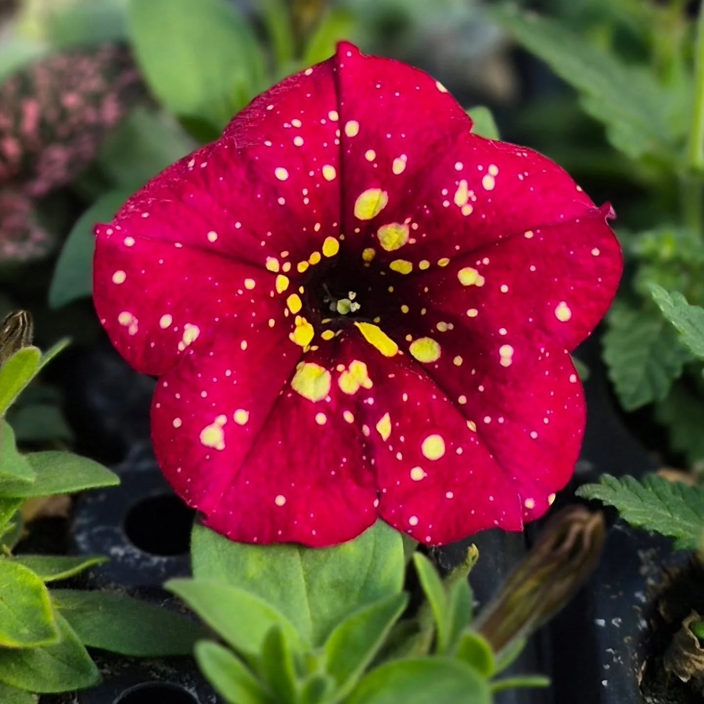 It is not that we threw paint at it 🙂 this petunia comes like this 🩷
Open today 9 to 5
#deherdtgardens 
#coffeeshop 
#plantsmakepeoplehappy