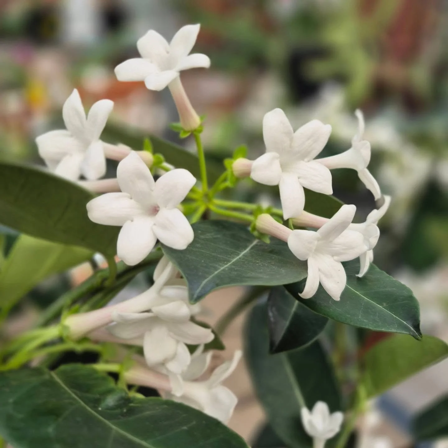 Beautiful Stephanotis in bloom 💕 come enjoy them 🙂
Open again Tuesday 9 to 6
#deherdtgardens 
#coffeeshop 
#stephanotis 
#plantsmakepeoplehappy