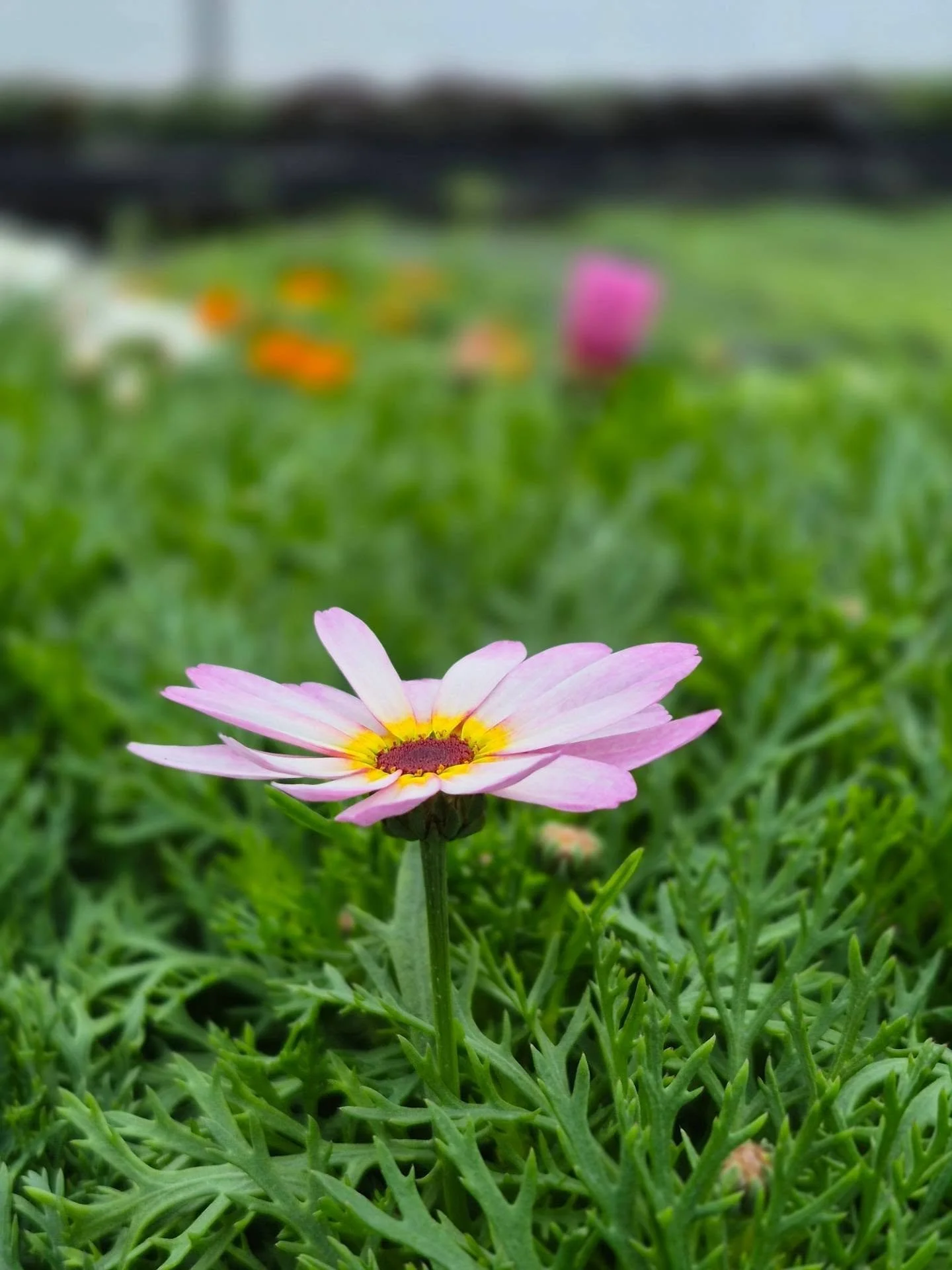 On a Sunday note: our daisies are blooming and i heard some geese 😊 see you back on Monday 12 to 6
#deherdtgardens 
#coffeeshop 
#springhassprung