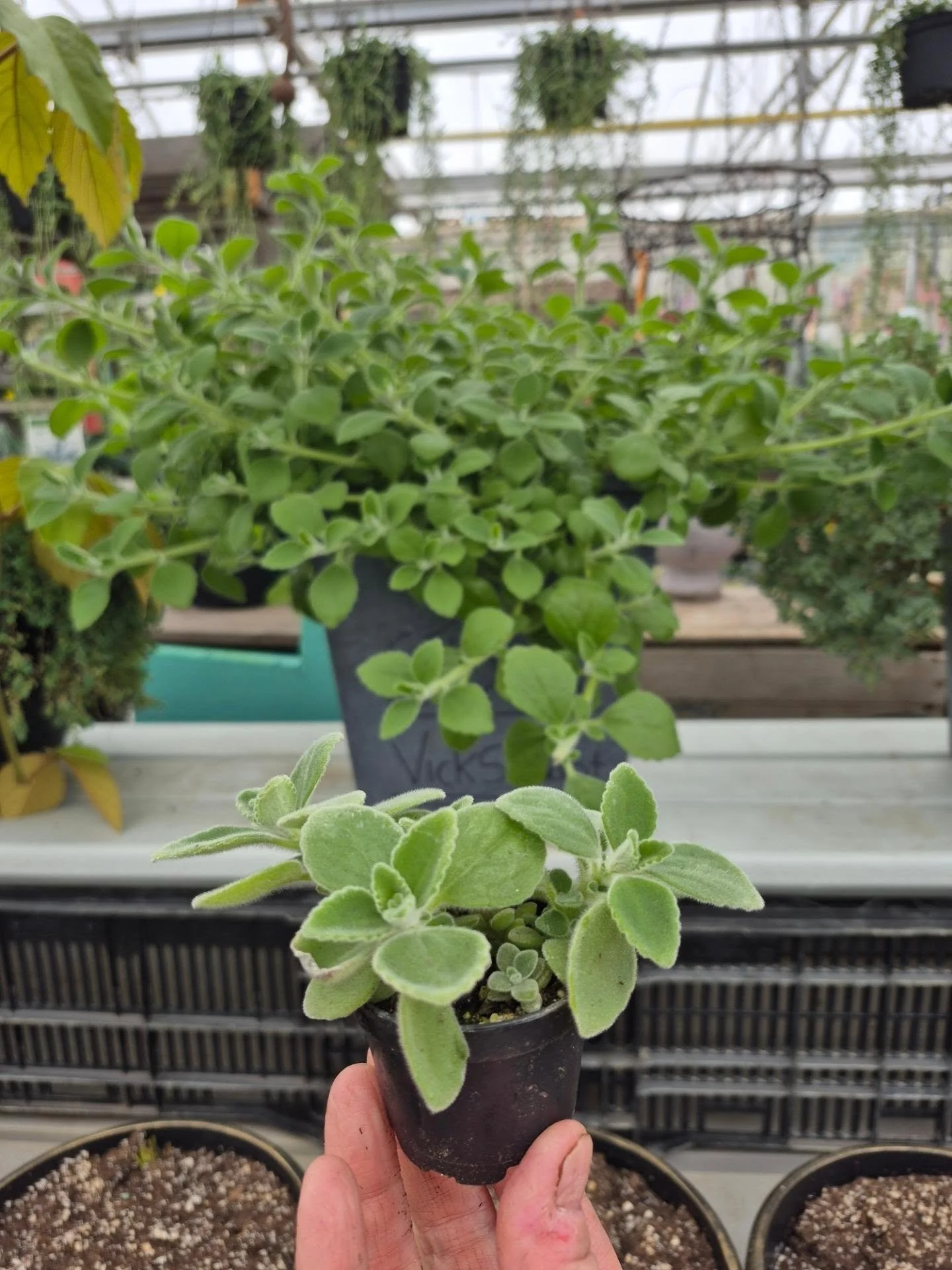 For the very ever first time ! We have a vicks plant 🙂
Open today 12 to 6
#deherdtgardens 
#coffeeshop 
#aplacetovisit