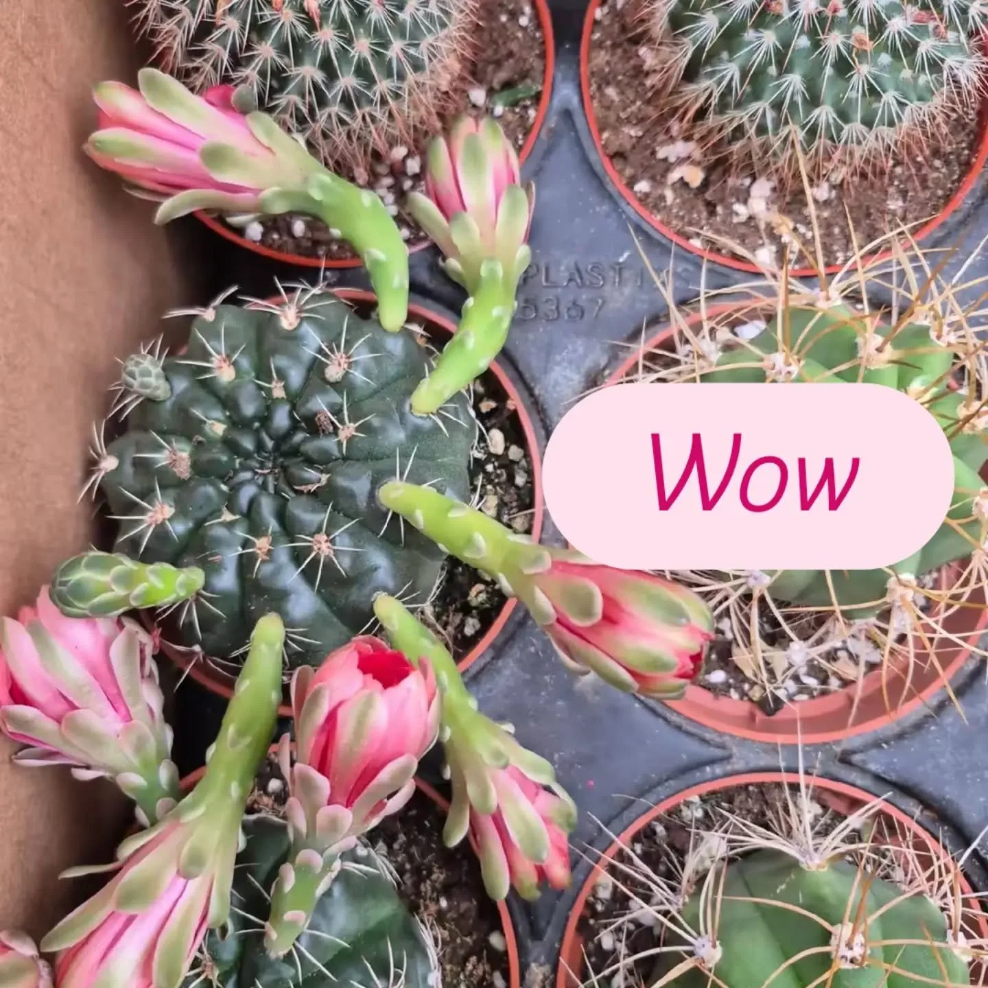 That is exactly what I said ! Wow 🙂
Open today 9 to 6
#deherdtgardens 
#coffeeshop 
#cacti