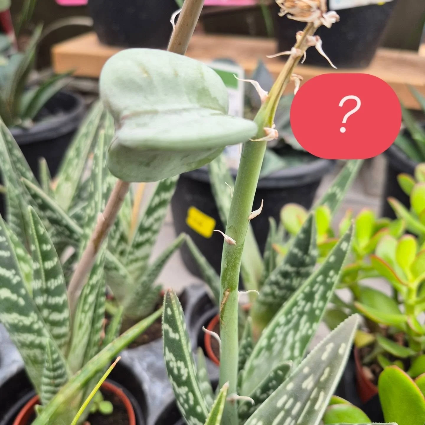 This puzzled me for a moment 🙂 turns out to be a seedpod of the pheasant aloe.  Pretty cool 
Open today 9 to 6
#deherdtgardens 
#coffeeshop 
#succulents