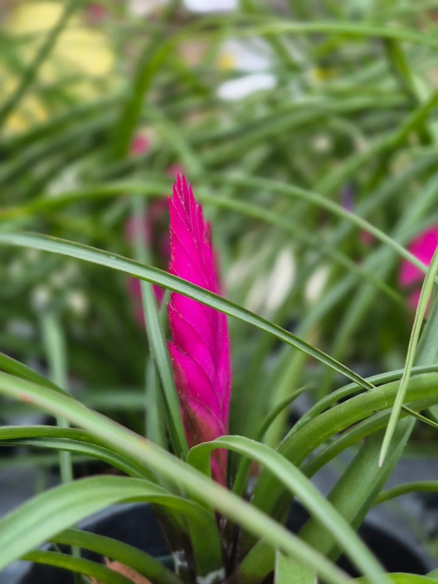 Lets get you an upbeat tune and show you some greenery 😍 
we are open 9 to 6 today
#deherdtgardens 
#coffeeshop 
#plantsmakepeoplehappy