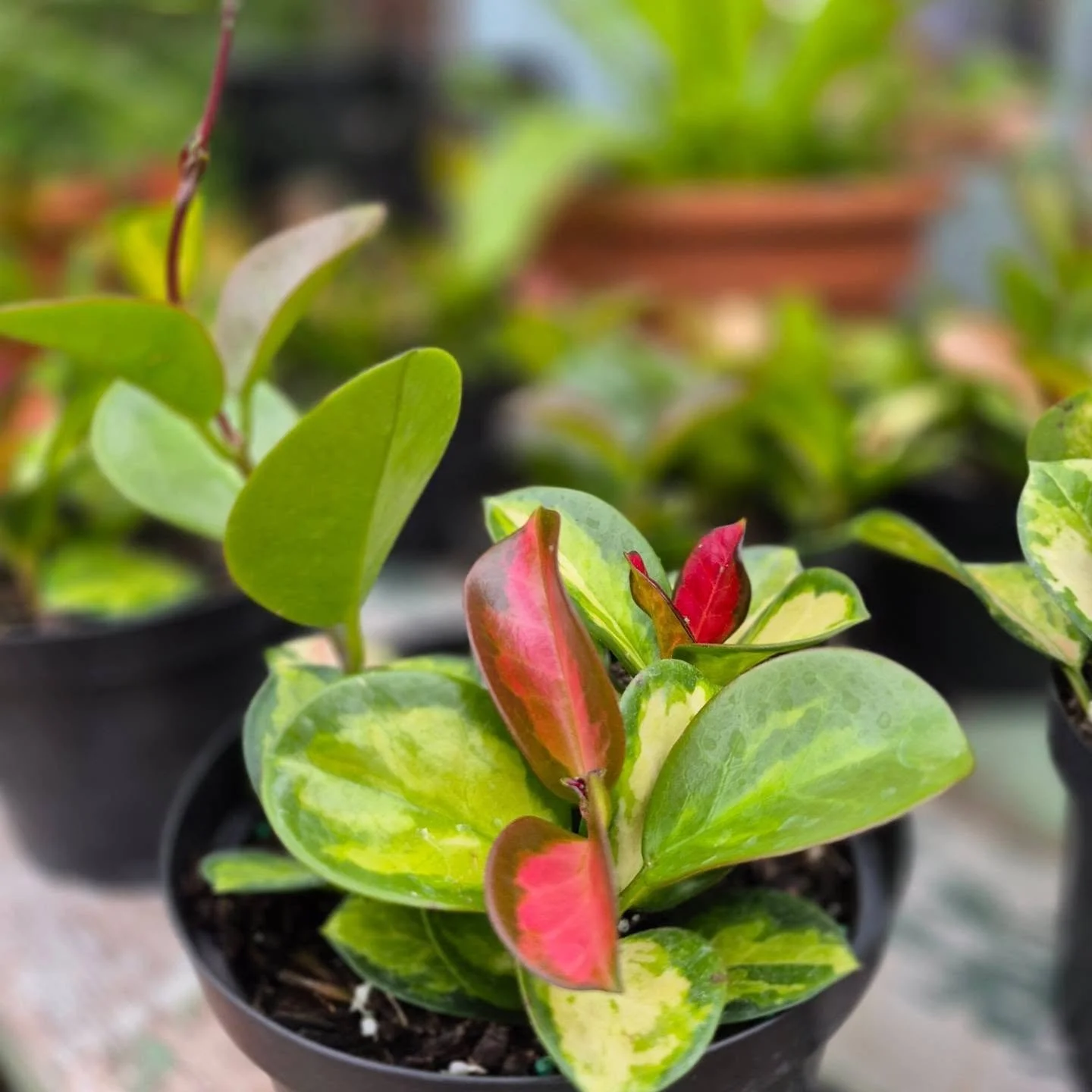 Hoya there 🙂 we got nice hoyas in!
Open today 9 to 6
#deherdtgardens 
#coffeeshop 
#hoyaplant