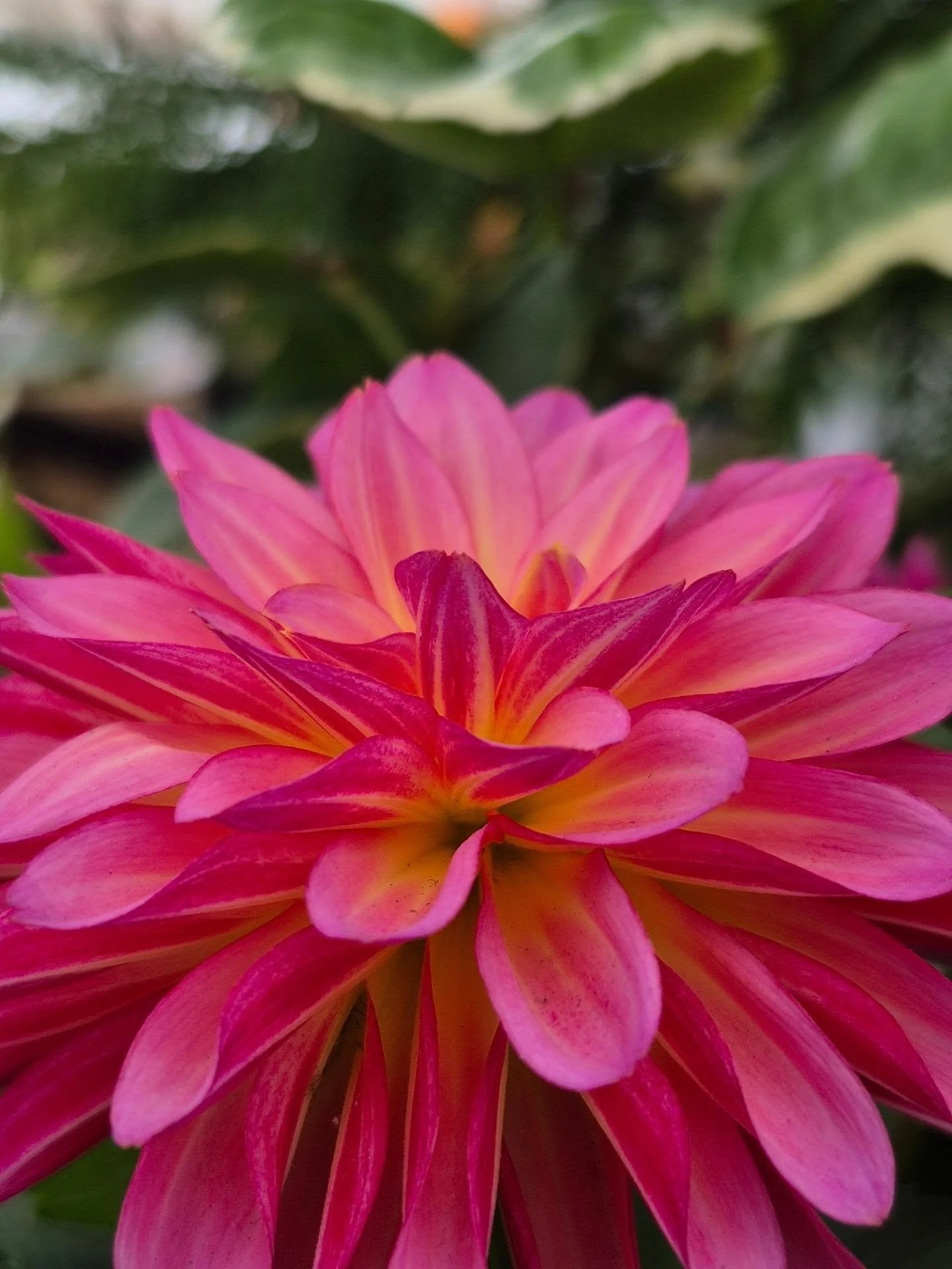 Don't dispair, spring must be some where ! 🩷
See you back on Monday 12 to 6
#deherdtgardens 
#coffeeshop 
#aplacetovisit