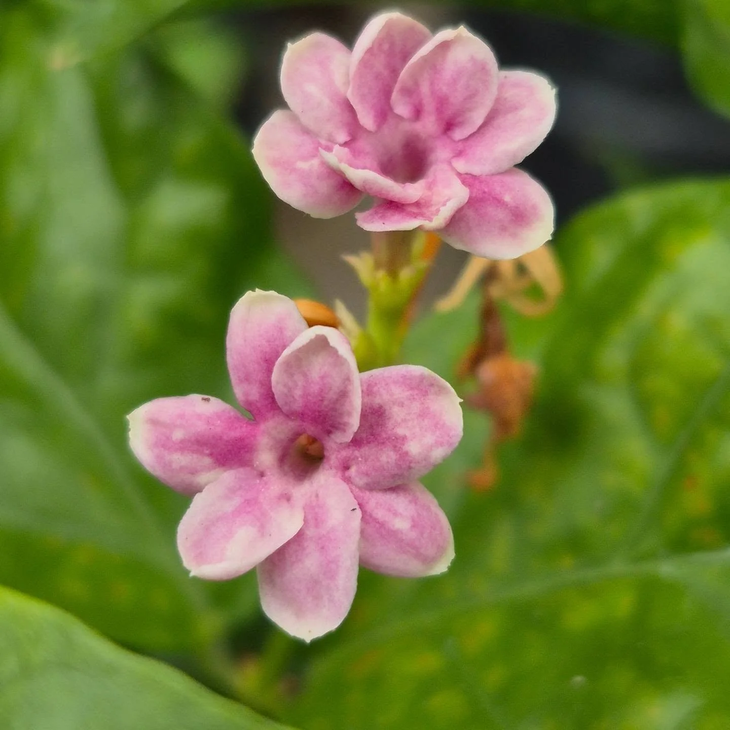 Rain or shine 🙂 we are open today 9 to 5
On Sunday 11 to 4
On Monday 9 to 6
#deherdtgardens 
#coffeeshop 
#aplacetovisit 
#jasminplant