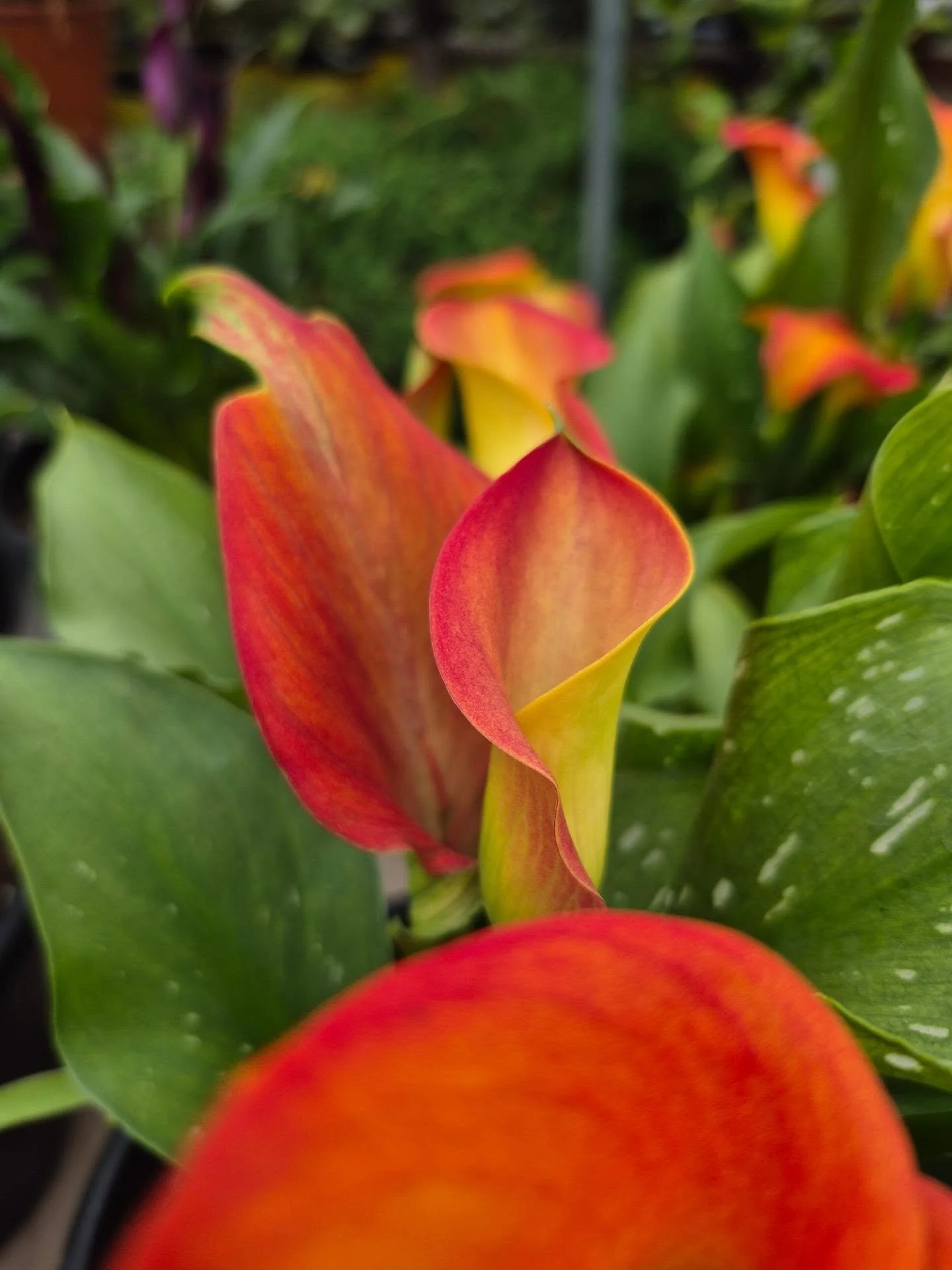 It's time to come enjoy our Calla lilies in bloom 🙂
We are open tomorrow Sunday 11 to 4
And Monday long weekend 9 to 6
#deherdtgardens 
#coffeeshop 
#callalily