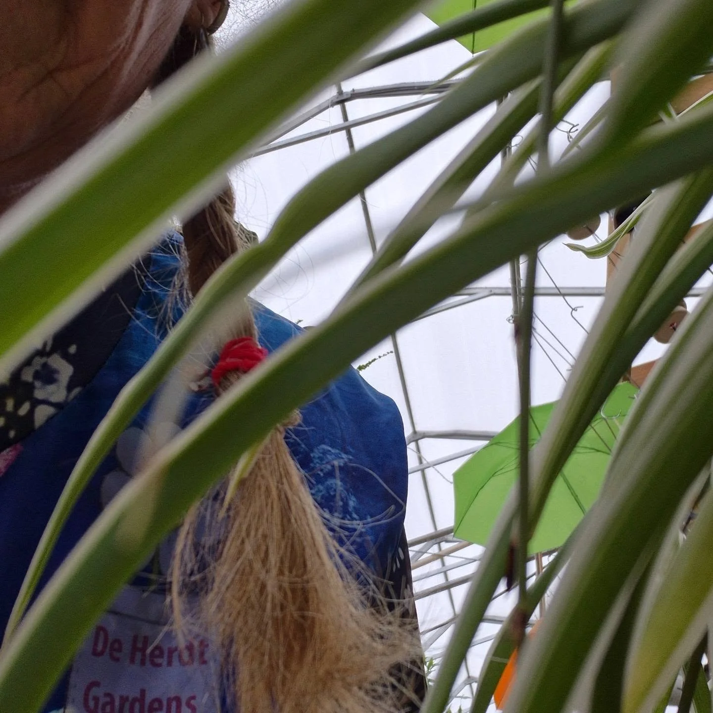 Greenhouse work is never without danger 😄 almost cut my braid while pruning a spiderplant lol 😉
#deherdtgardens 
#plantsmakepeoplehappy