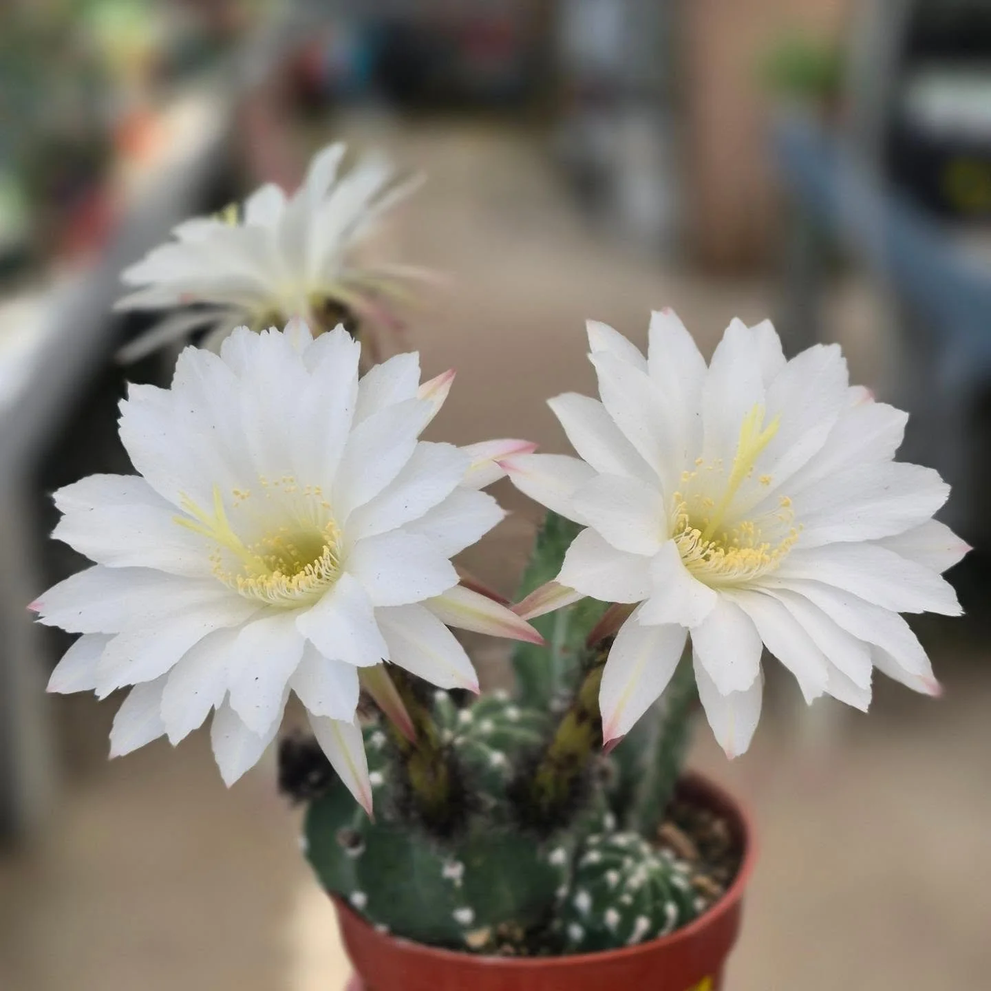 Yes you can say it outloud 🙂 WOW !!
More cacti blooms to enjoy 🩷
#deherdtgardens 
#coffeeshop 
#cacti