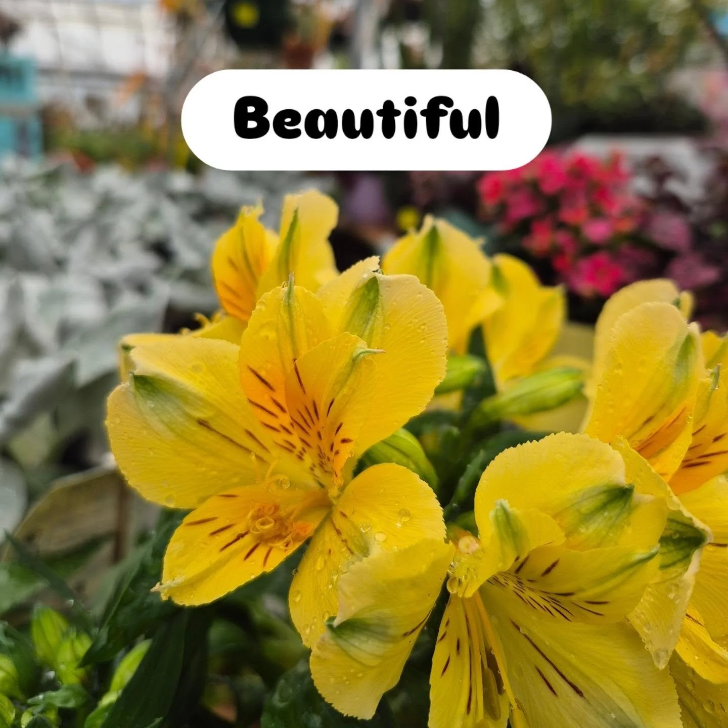 Beautiful Alstromerias in bloom 🙂 open 9 to 6
#deherdtgardens 
#coffeeshop 
#plantsmakepeoplehappy