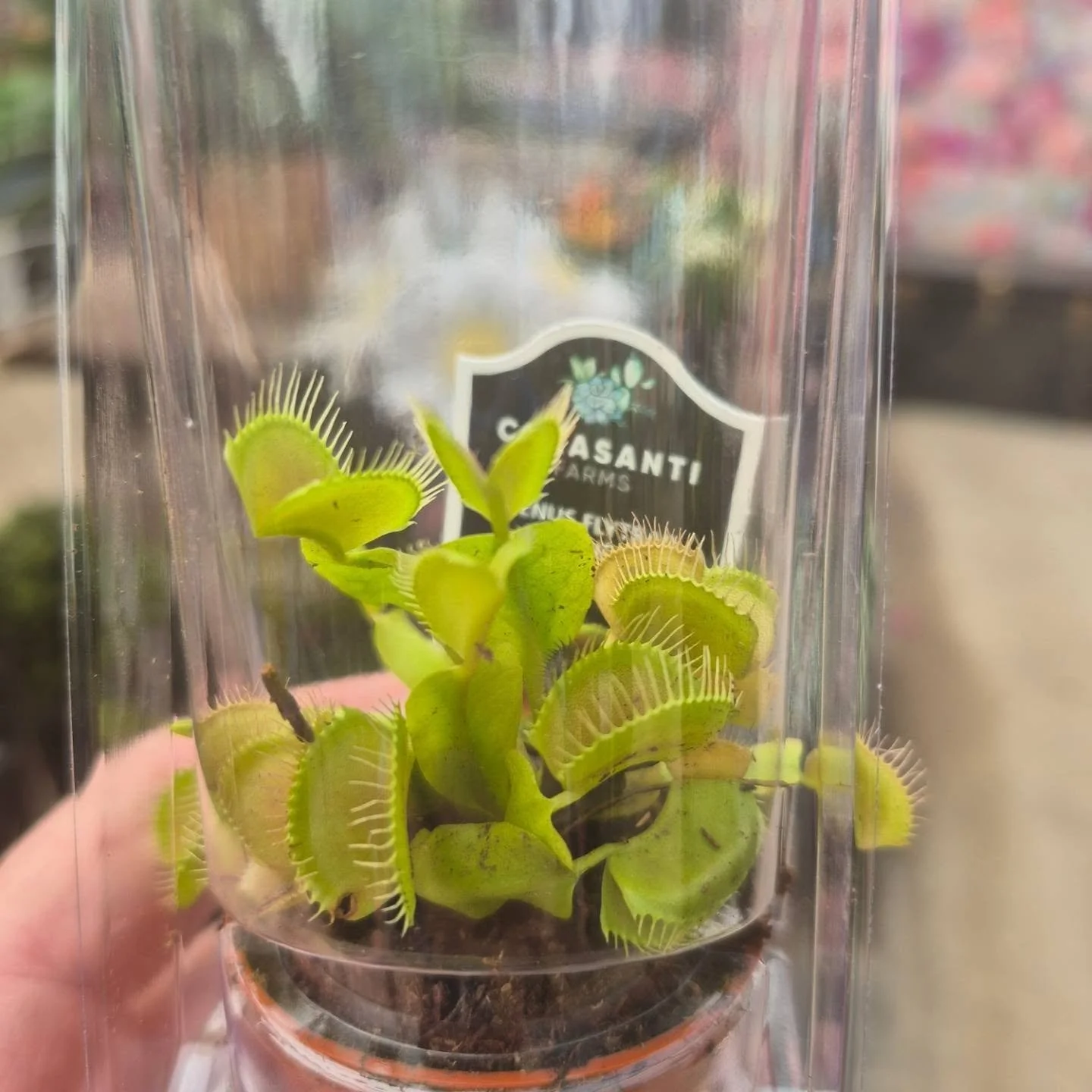 They finally came in 🙂
#venusflytrap 
#deherdtgardens